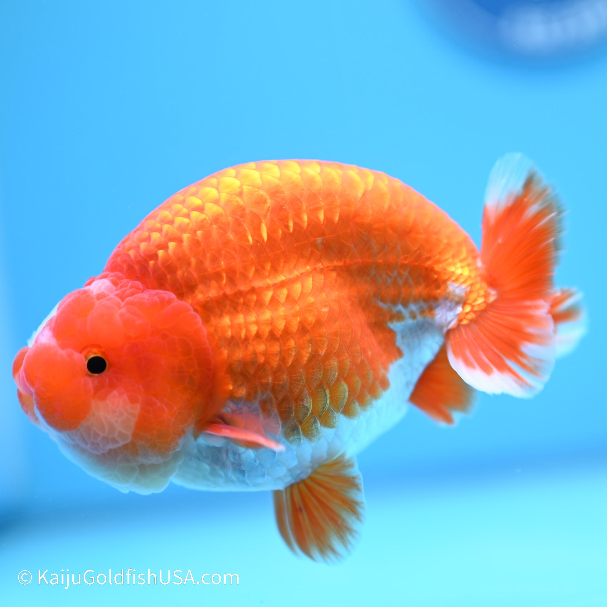 Jade Seal Red White Buffalo Ranchu 5 inches (240517_RC07) - Kaiju Goldfish USA