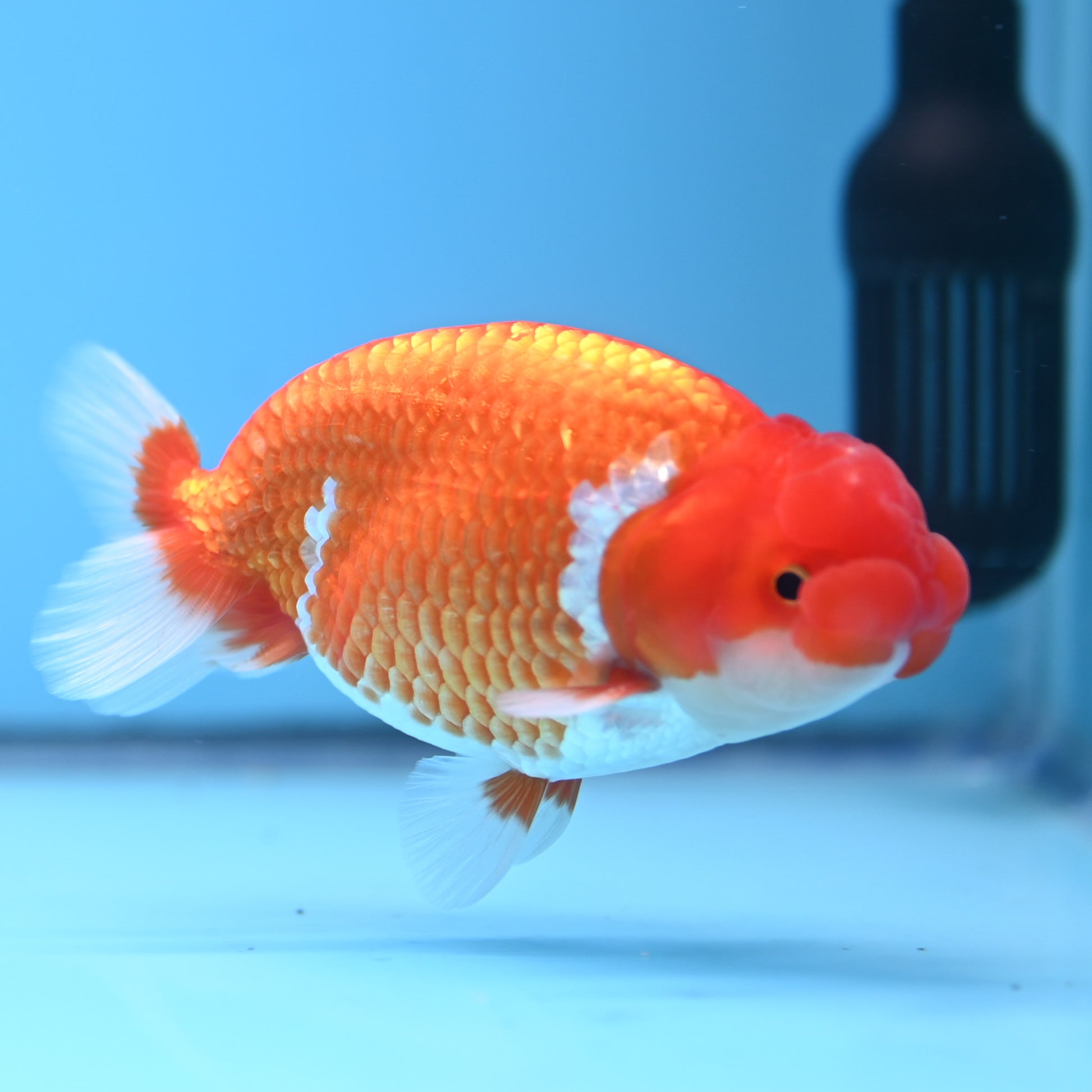 Red White Buffalo Ranchu 4in Body (240704_RC07) - Kaiju Goldfish USA