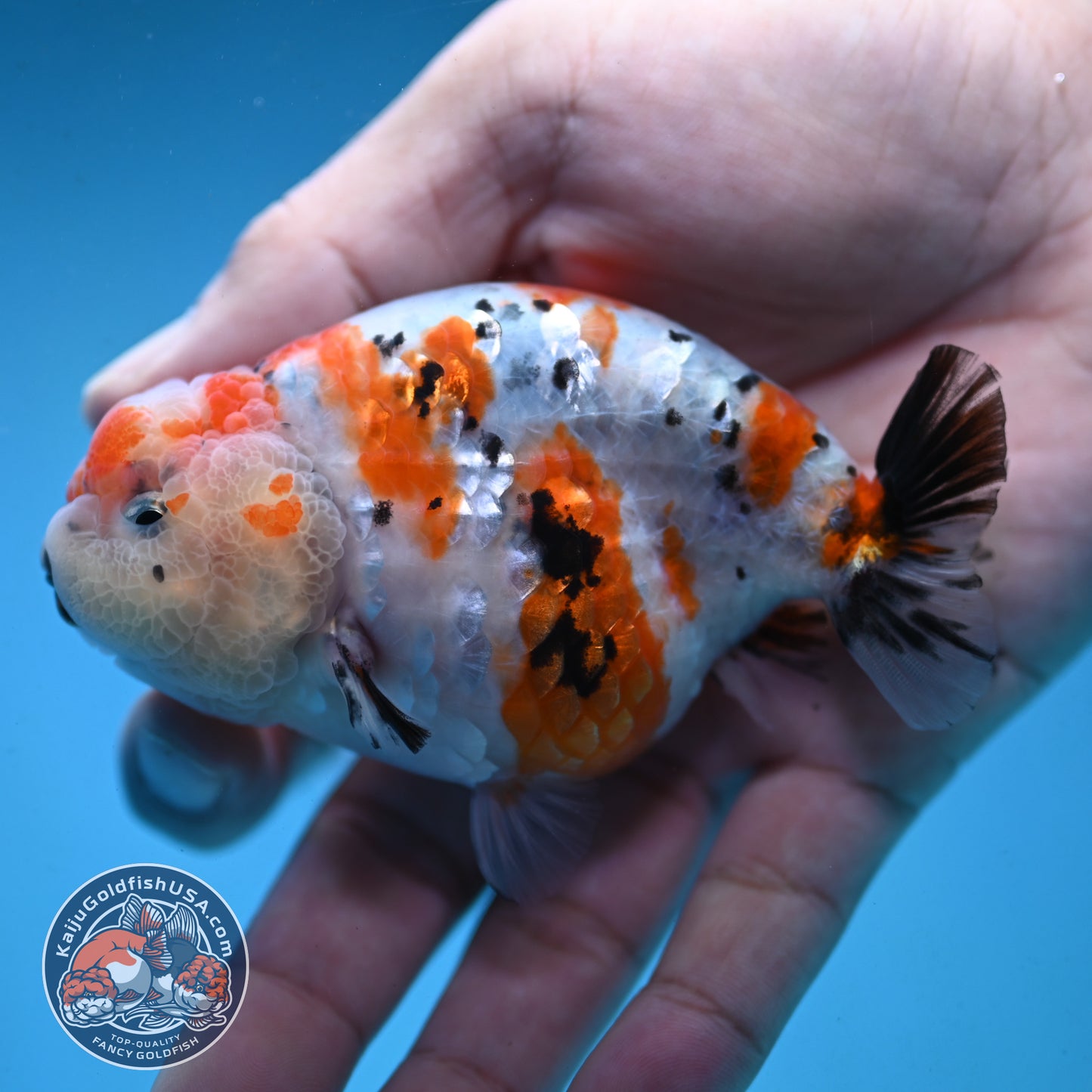 Tricolor Ranchu 3.5 inch Body (251003_RC07)