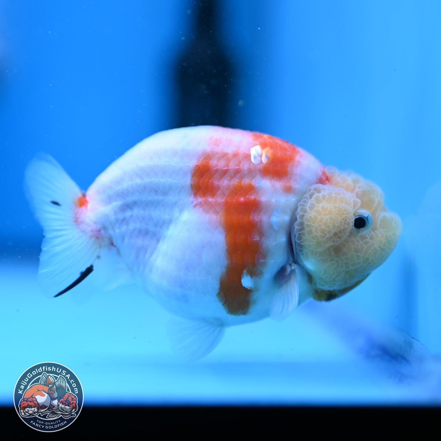 Tricolor Sakura Ranchu 3.5in Body (240823_OR07) - Kaiju Goldfish USA