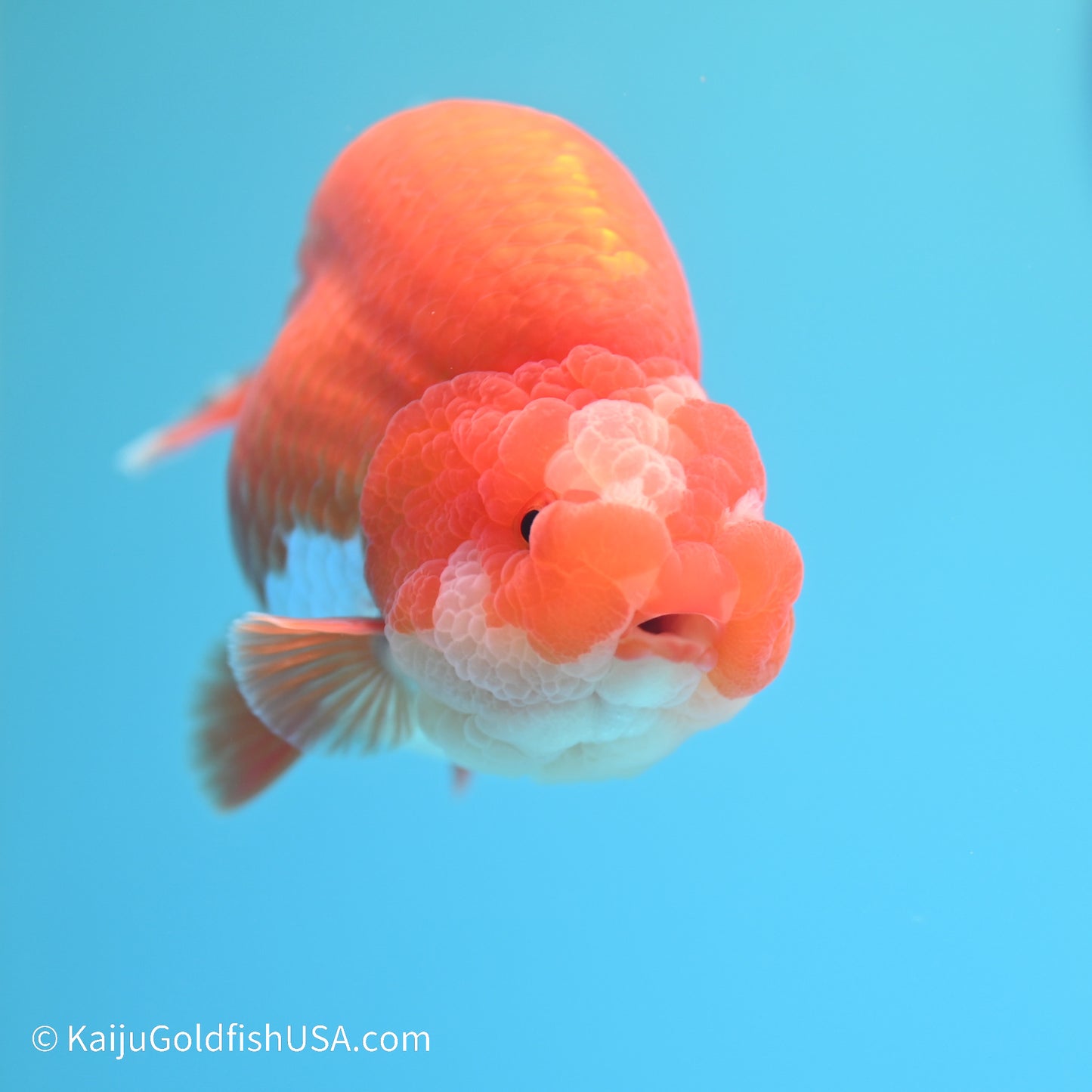 Jade Seal Red White Buffalo Ranchu 5 inches (240517_RC07) - Kaiju Goldfish USA