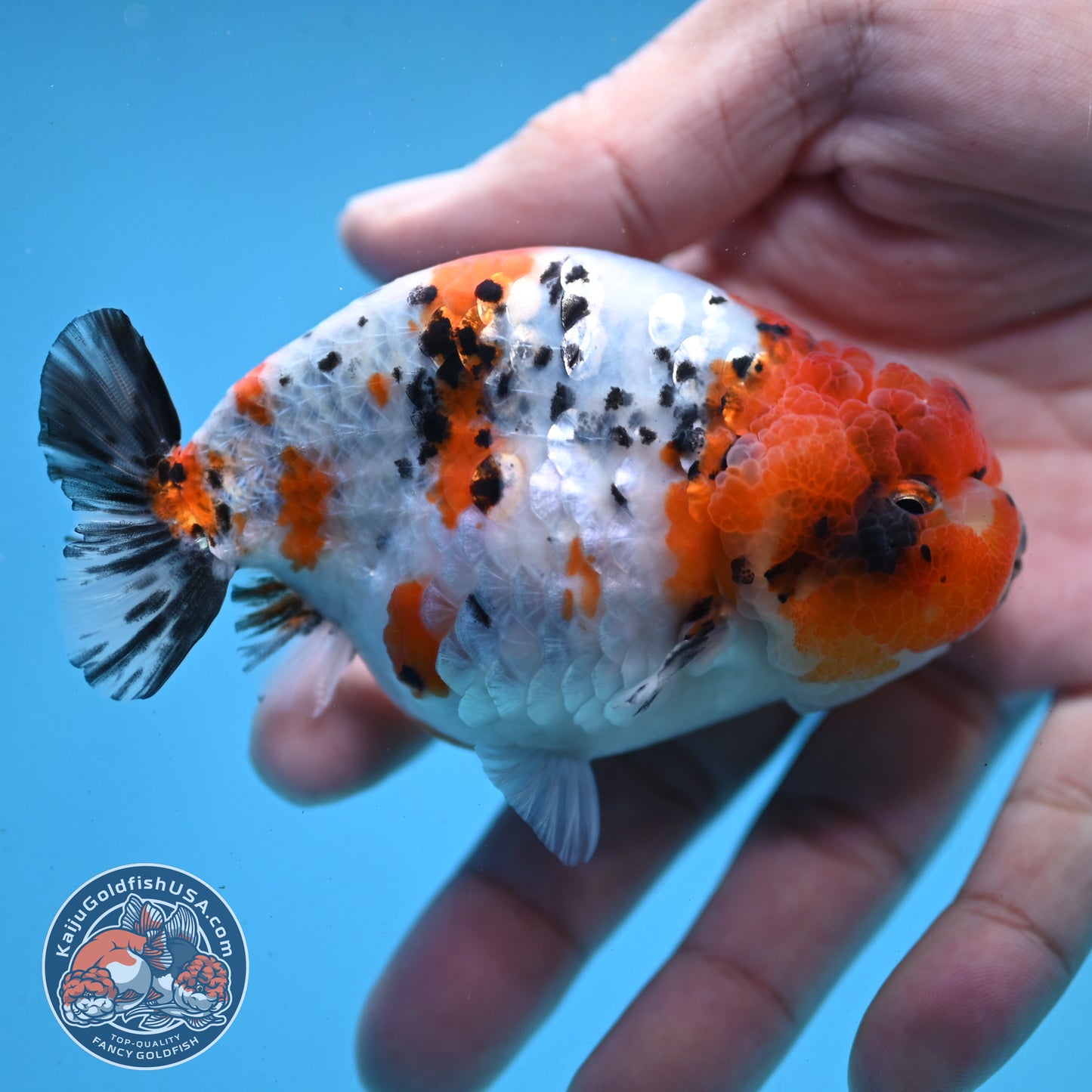 Tricolor Ranchu 3.5 inch Body (251003_RC07)