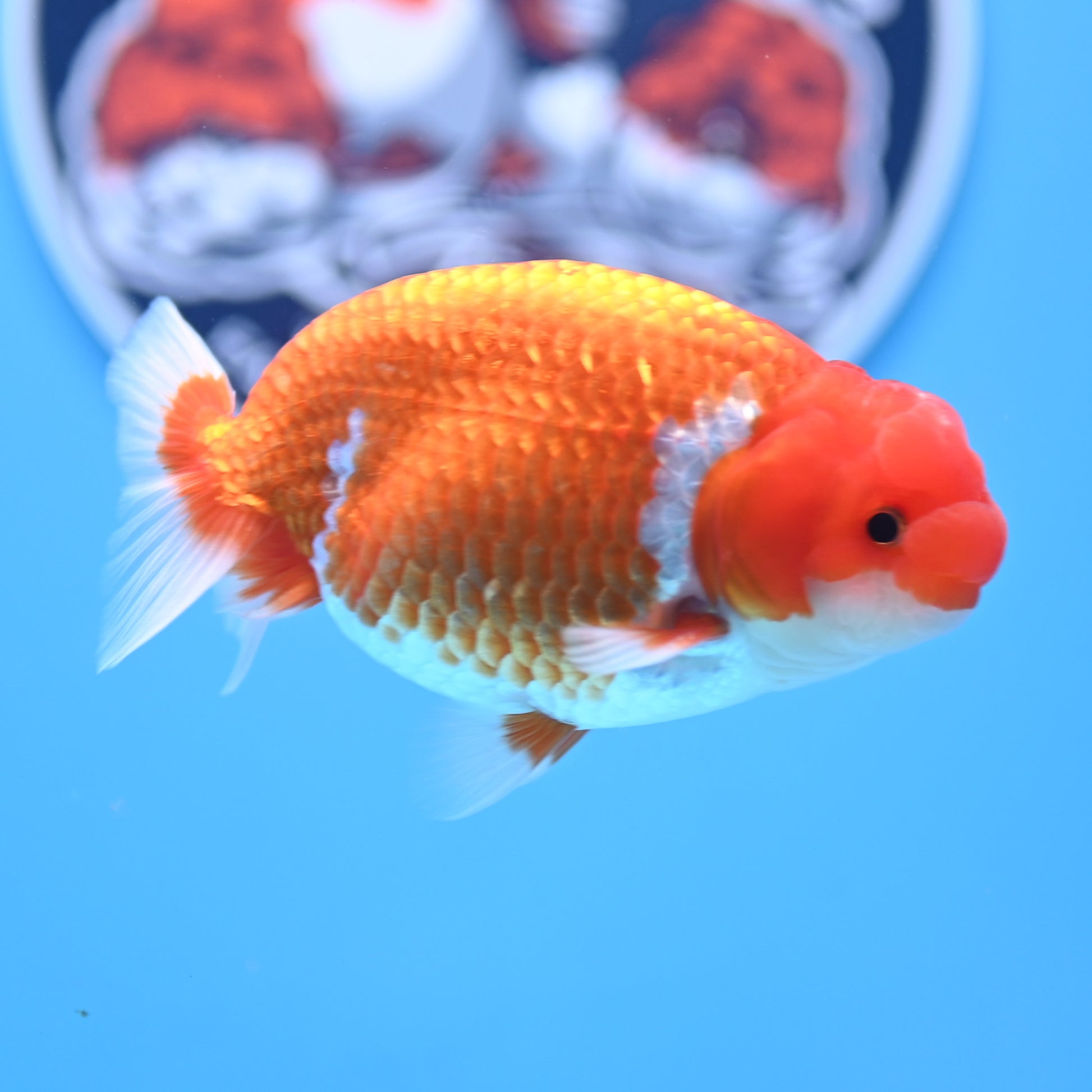 Red White Buffalo Ranchu 4in Body (240704_RC07) - Kaiju Goldfish USA