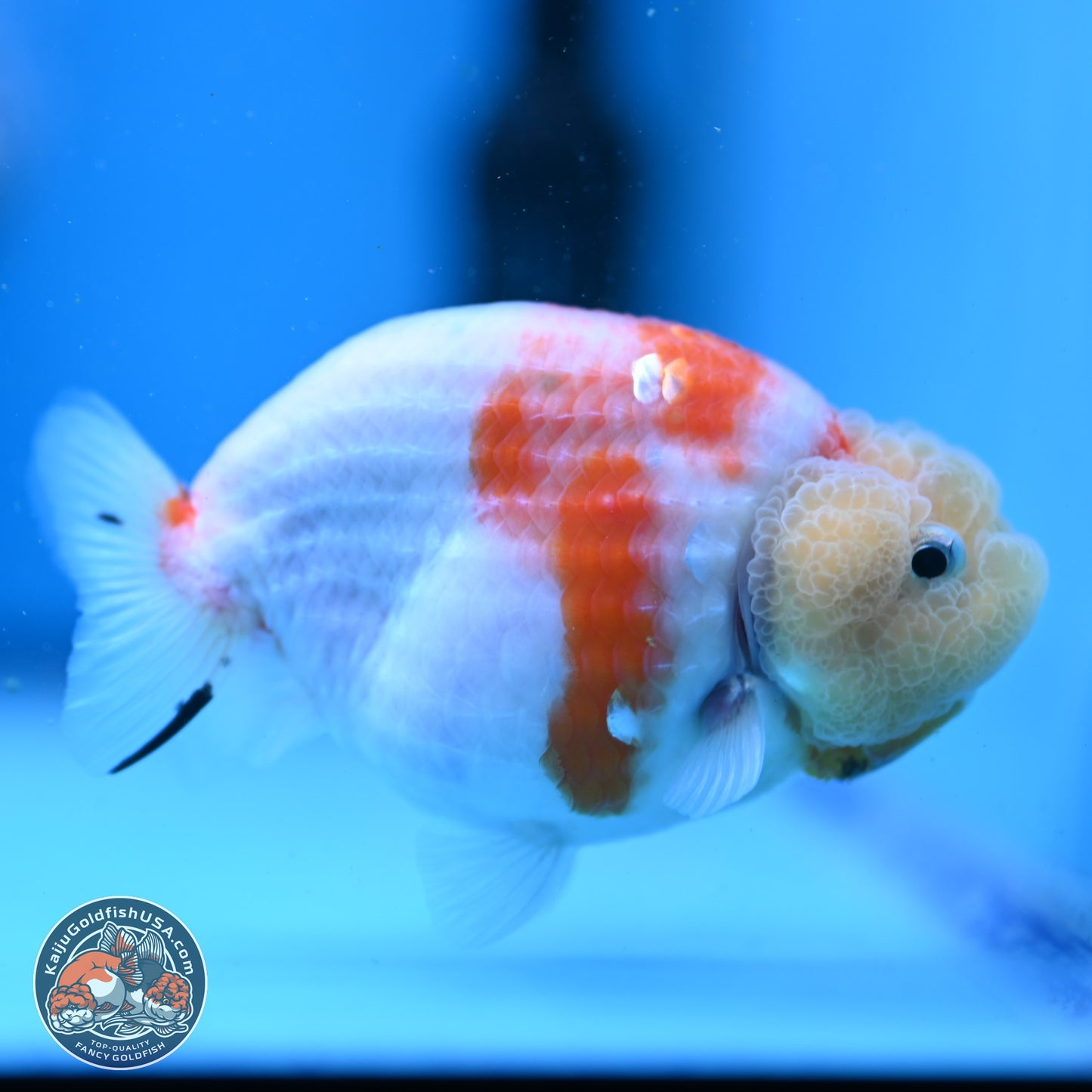 Tricolor Sakura Ranchu 3.5in Body (240823_OR07) - Kaiju Goldfish USA