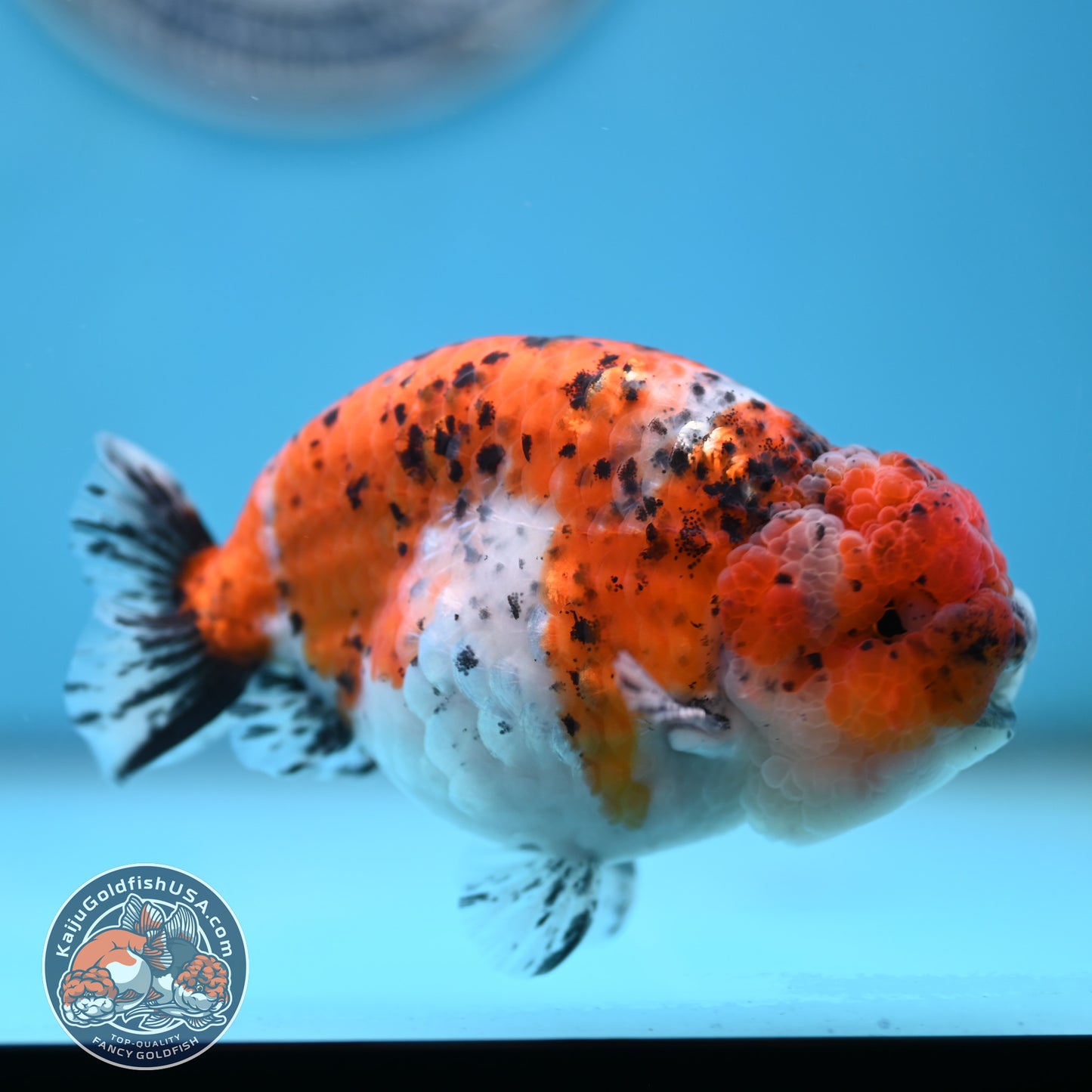 Calico Ranchu 4.5 inches Body (250509_RC07)