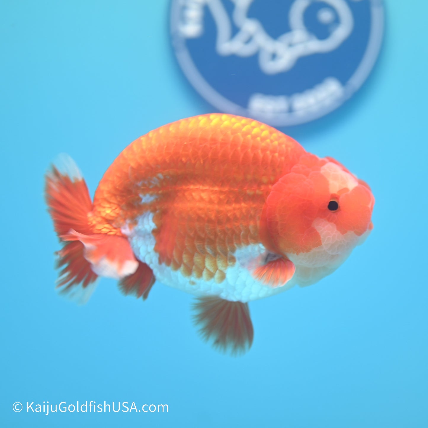 Jade Seal Red White Buffalo Ranchu 5 inches (240517_RC07) - Kaiju Goldfish USA