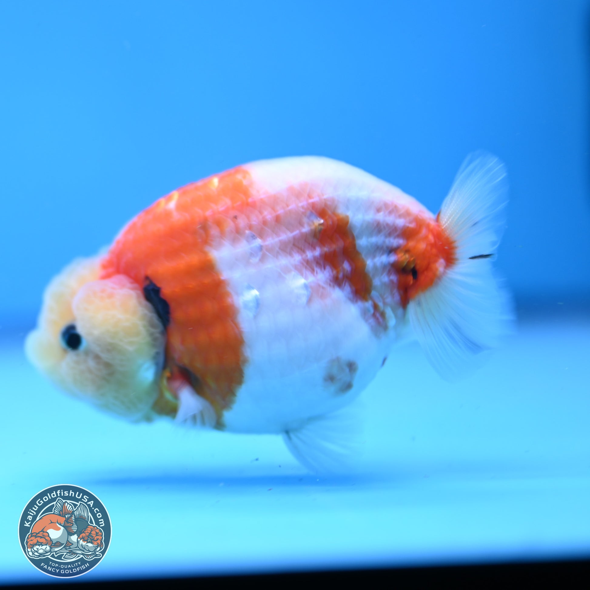 Tricolor Sakura Ranchu 3.5in Body (240823_OR07) - Kaiju Goldfish USA