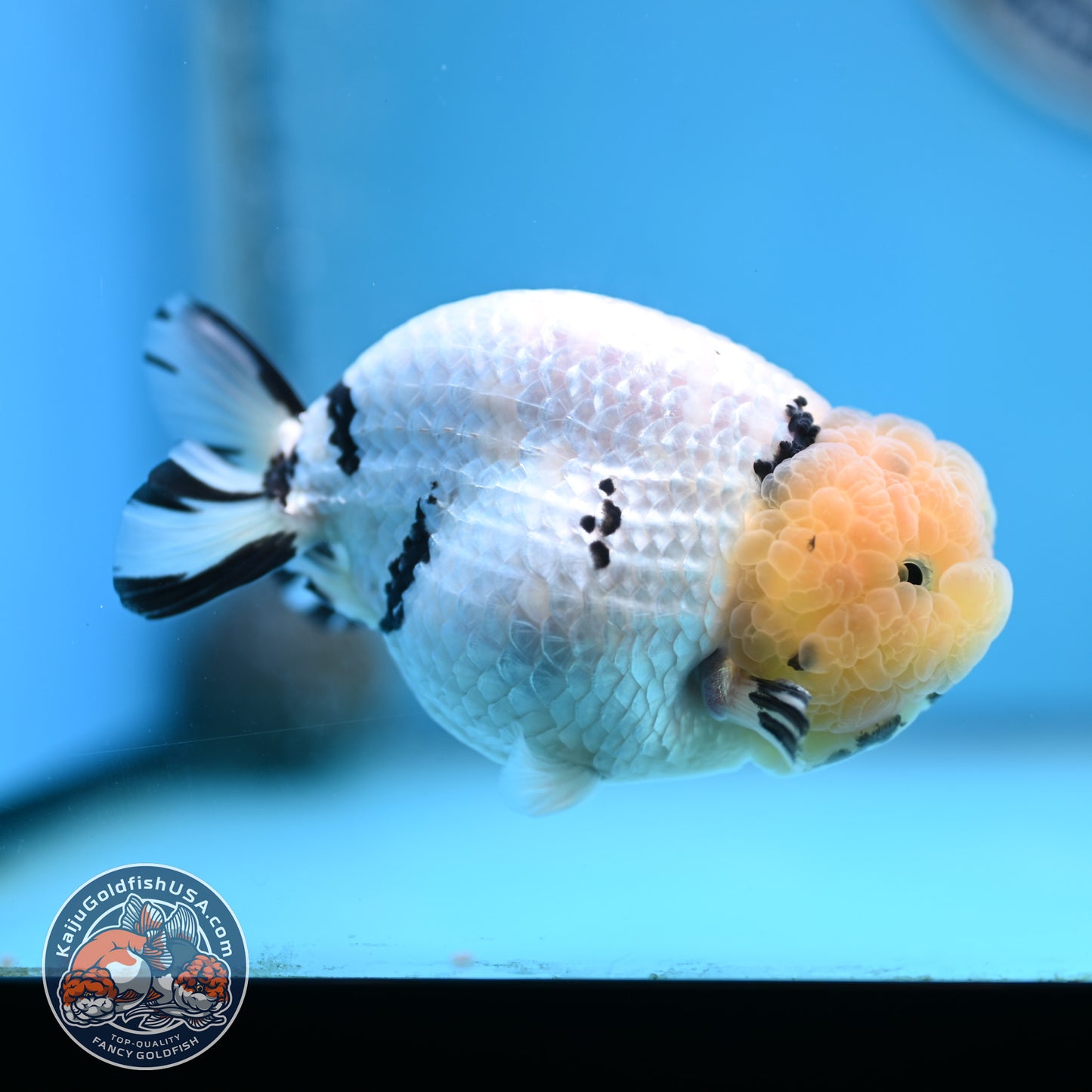 Panda Ranchu 4 inches Body (250516_RC07)