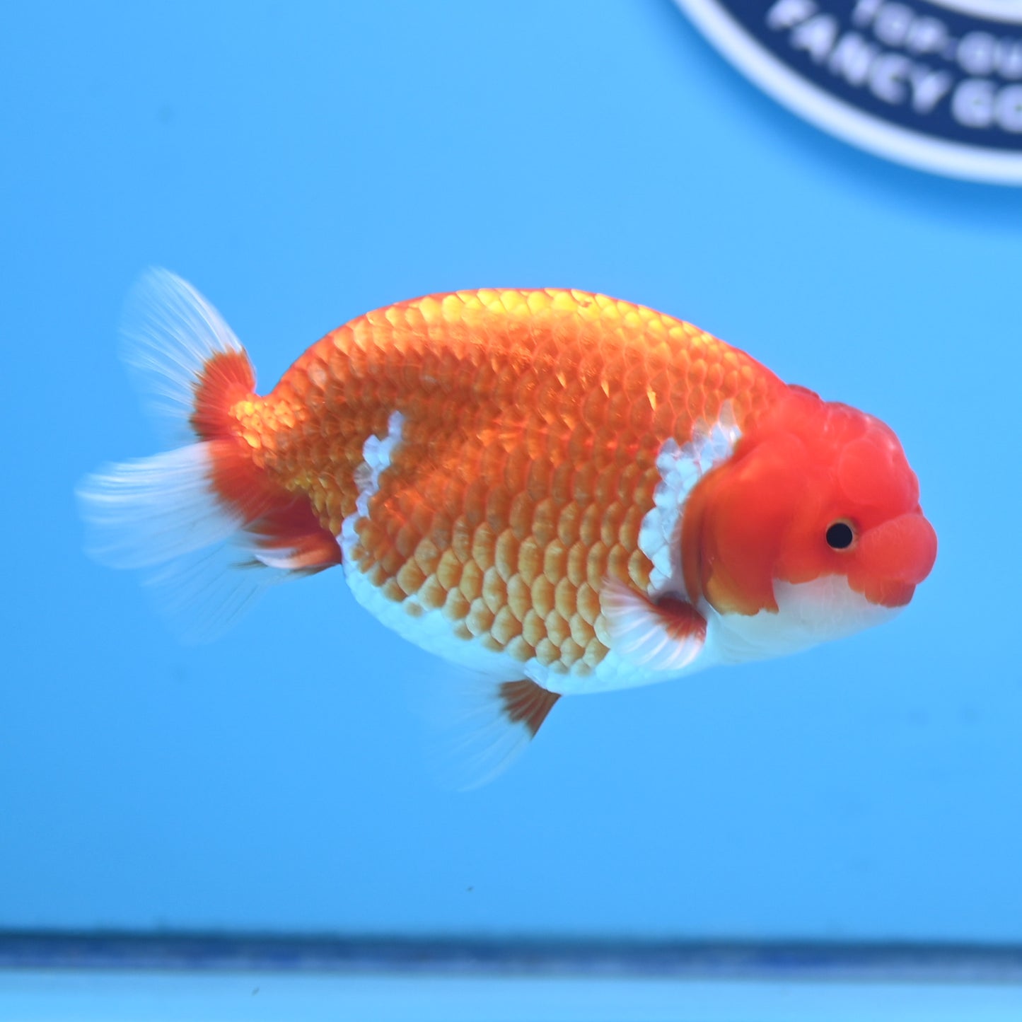 Red White Buffalo Ranchu 4in Body (240704_RC07) - Kaiju Goldfish USA