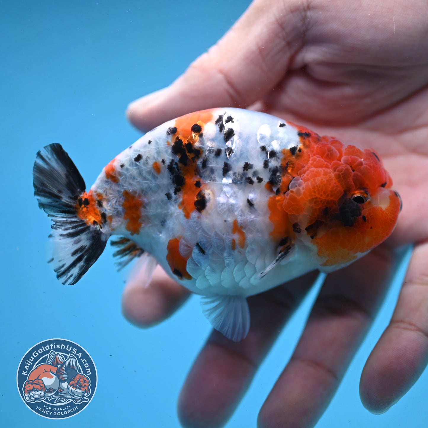 Tricolor Ranchu 3.5 inch Body (251003_RC07)