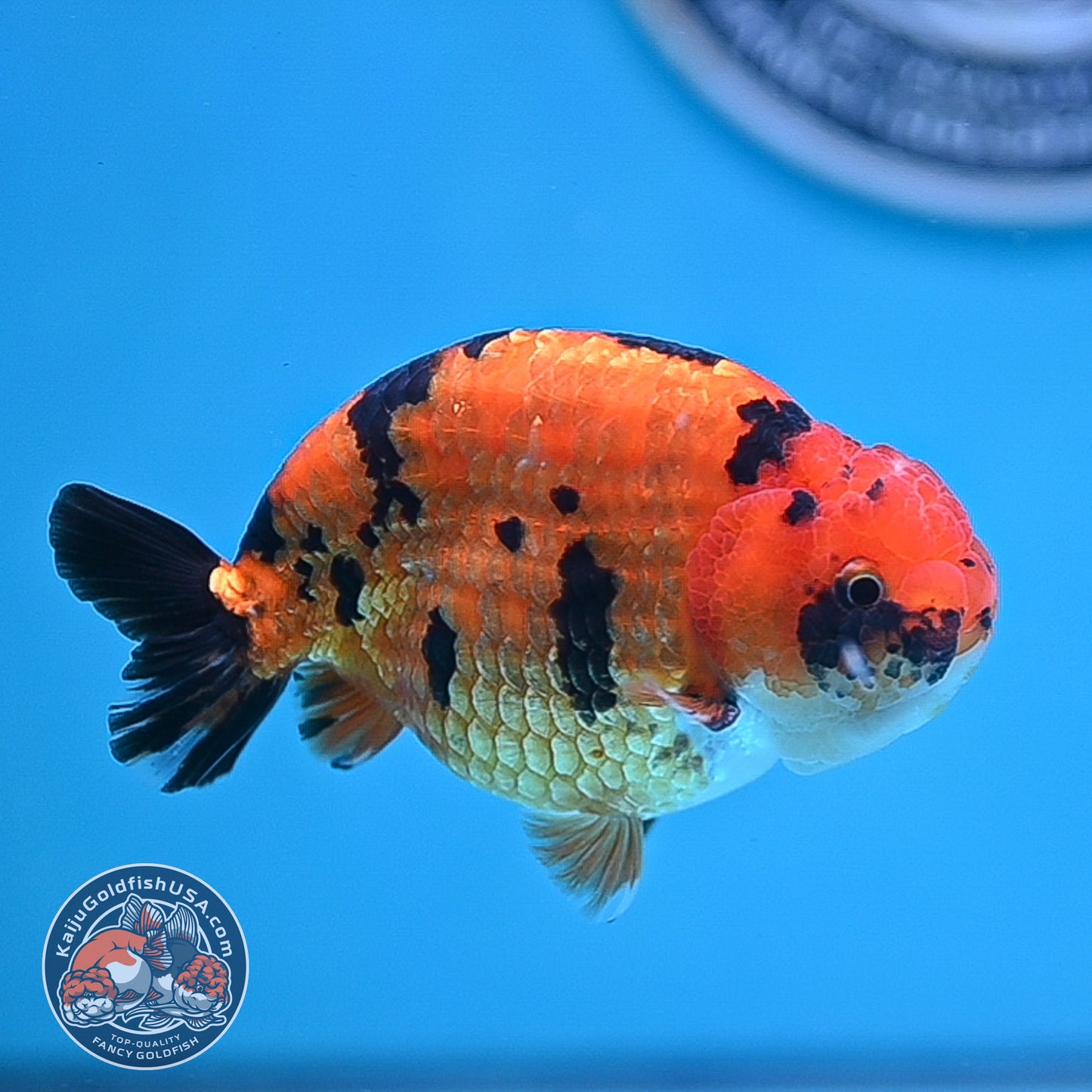 Tiger Ranchu 4.25 inches Body (250502_RC07)