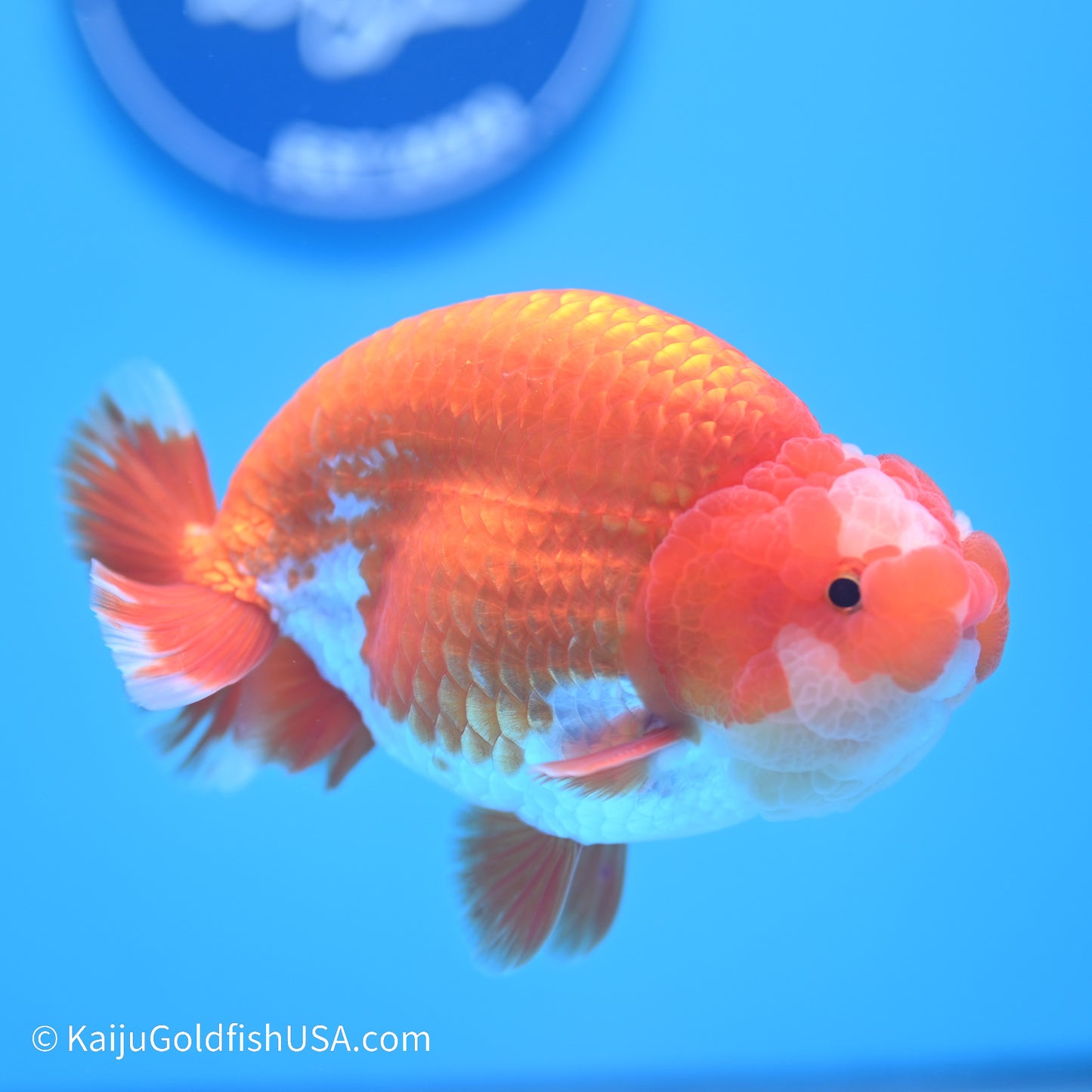 Jade Seal Red White Buffalo Ranchu 5 inches (240517_RC07) - Kaiju Goldfish USA