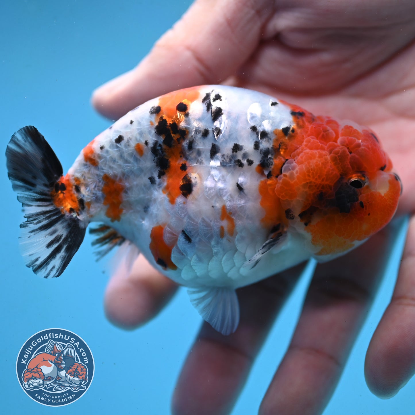 Tricolor Ranchu 3.5 inch Body (251003_RC07)