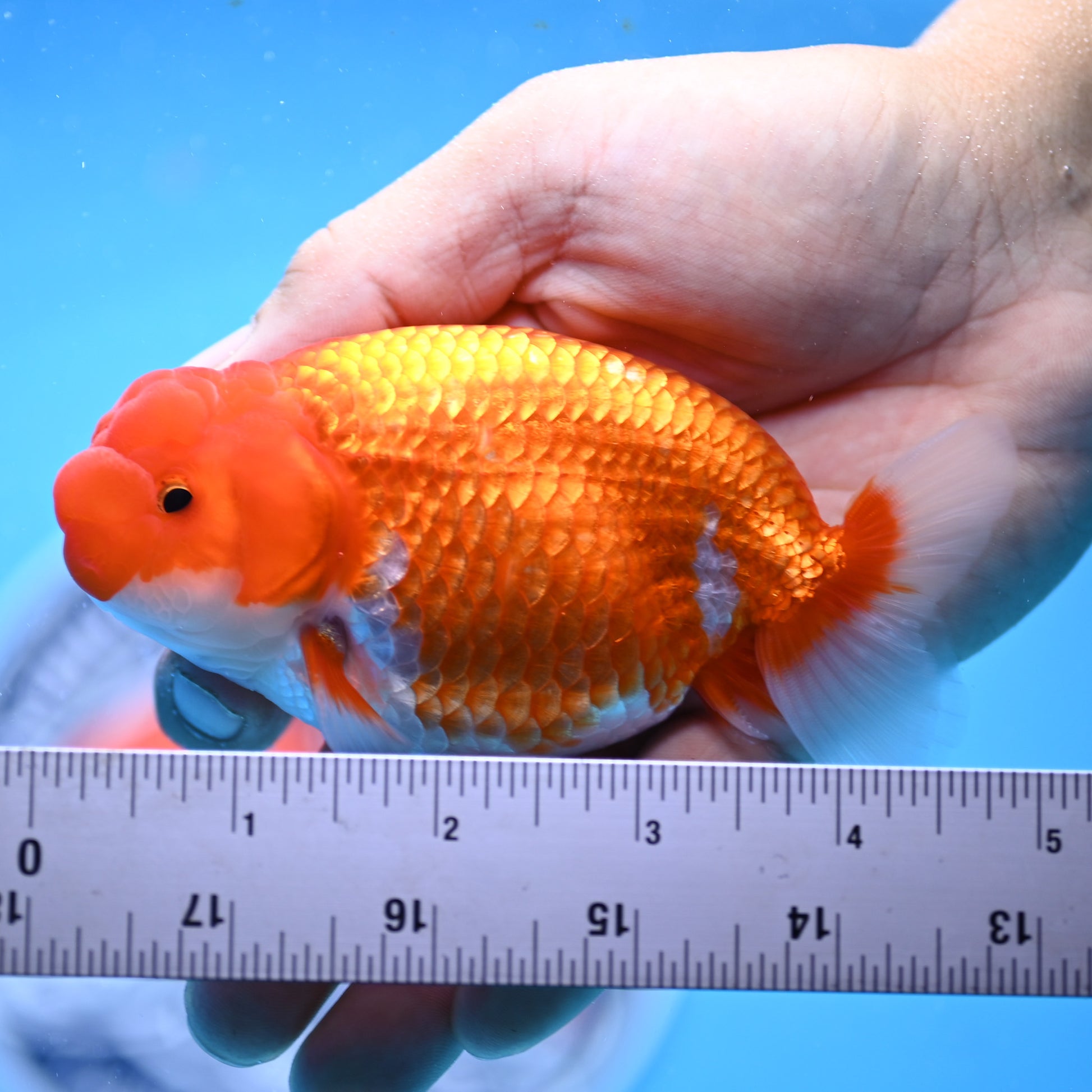 Red White Buffalo Ranchu 4in Body (240704_RC07) - Kaiju Goldfish USA