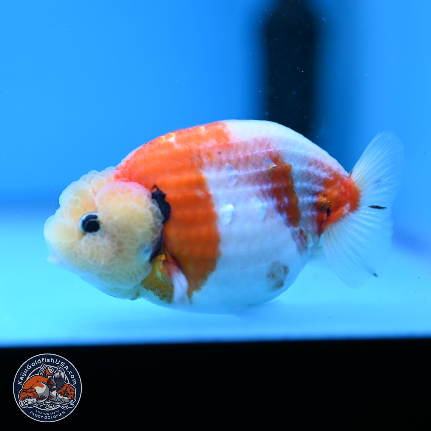 Tricolor Sakura Ranchu 3.5in Body (240823_OR07) - Kaiju Goldfish USA