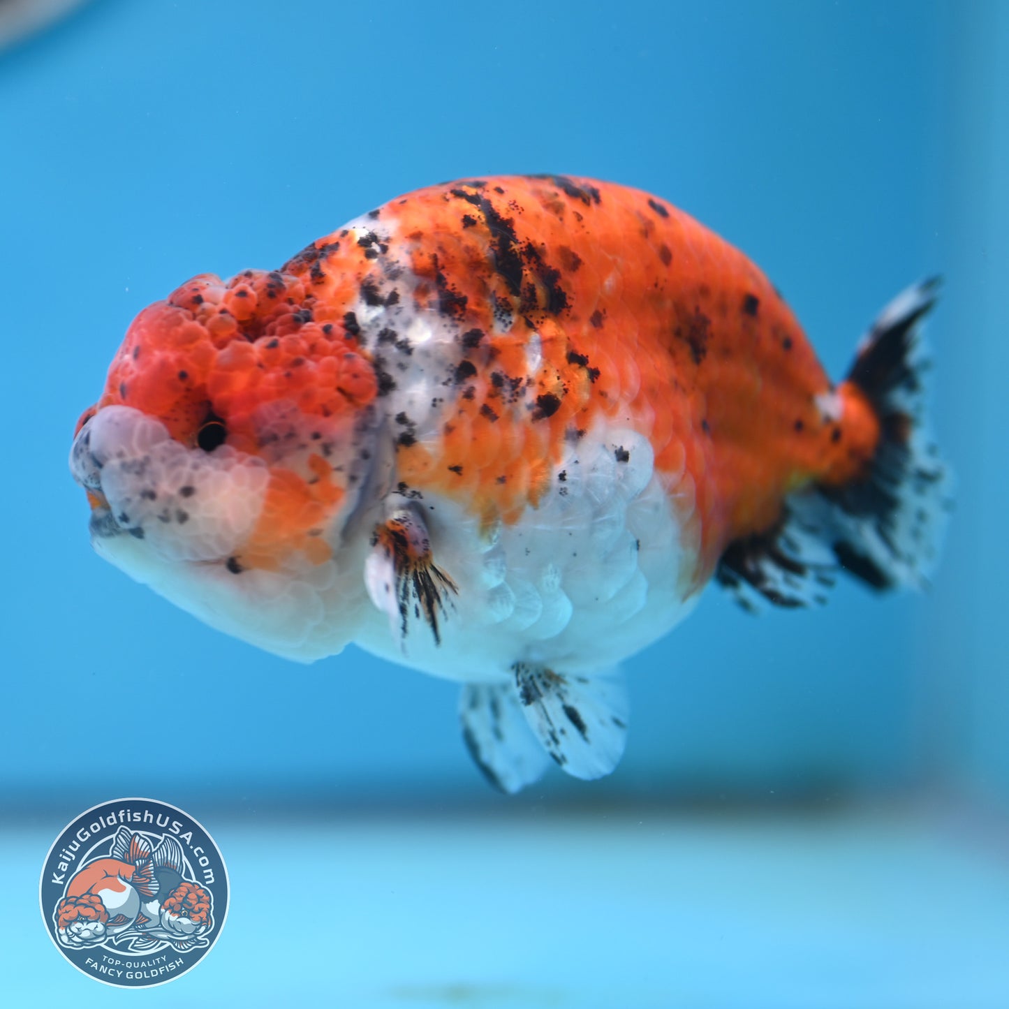 Calico Ranchu 4.5 inches Body (250509_RC07)