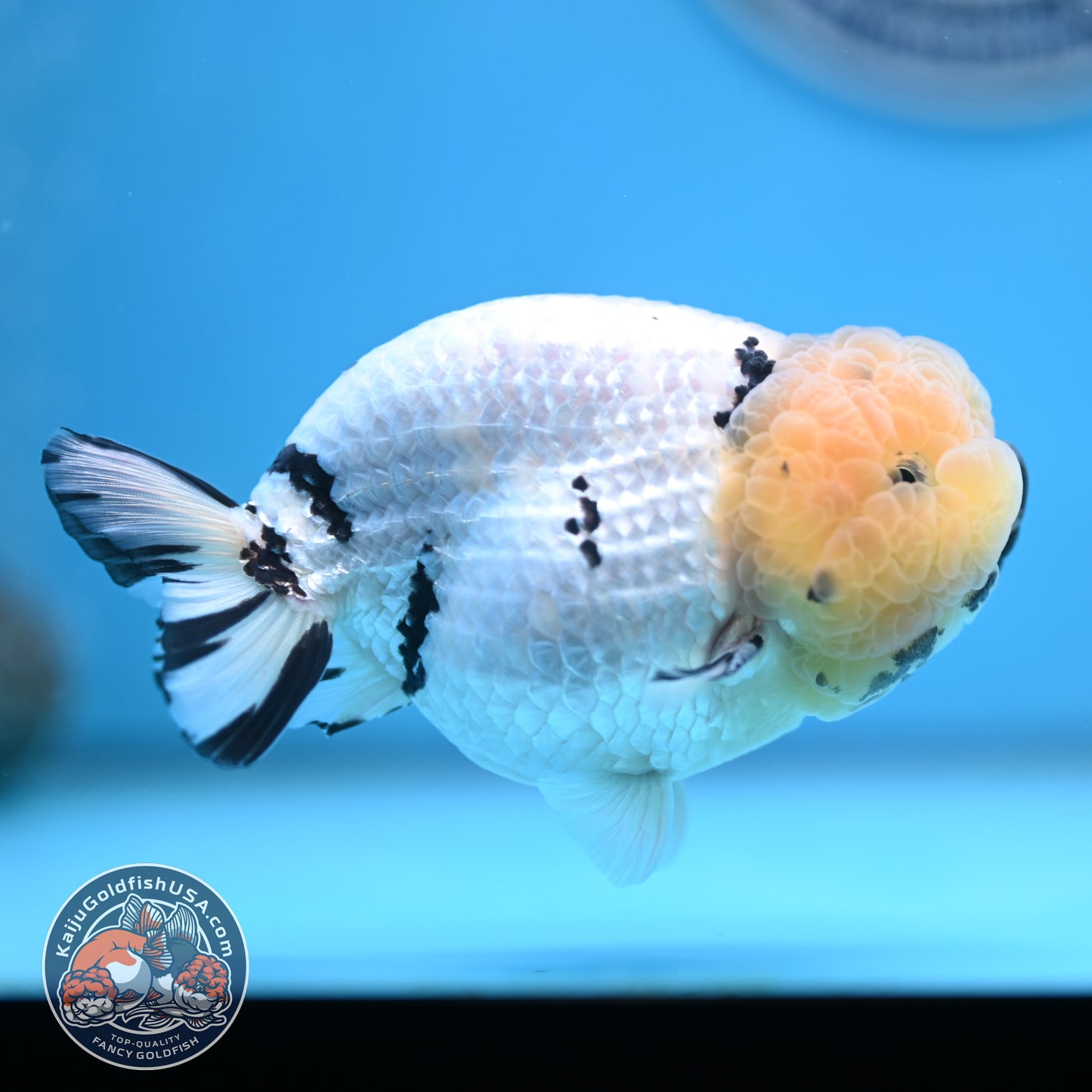 Panda Ranchu 4 inches Body (250516_RC07)