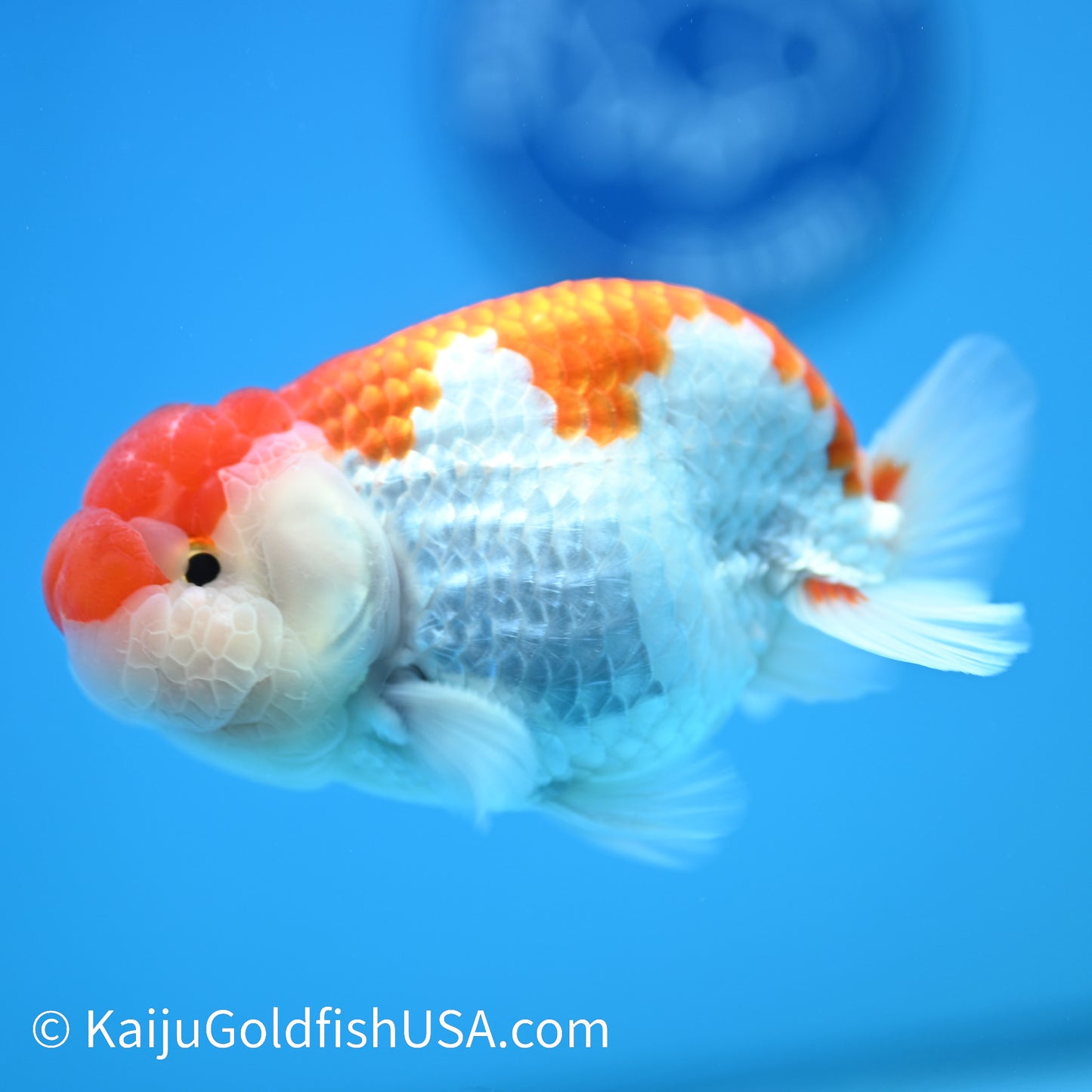 Red White Buffalo Ranchu 4.5 - 5 inches (240322_RC07) - Kaiju Goldfish USA