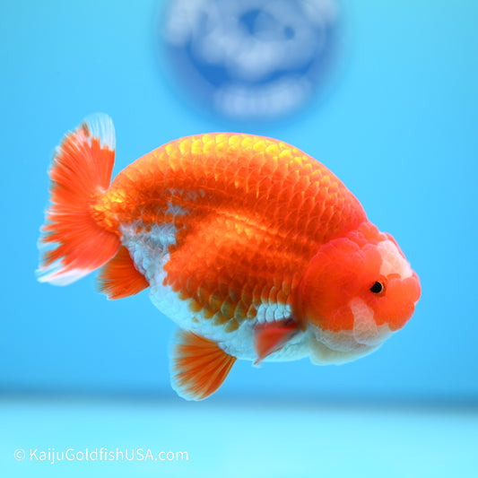 Jade Seal Red White Buffalo Ranchu 5 inches (240517_RC07) - Kaiju Goldfish USA