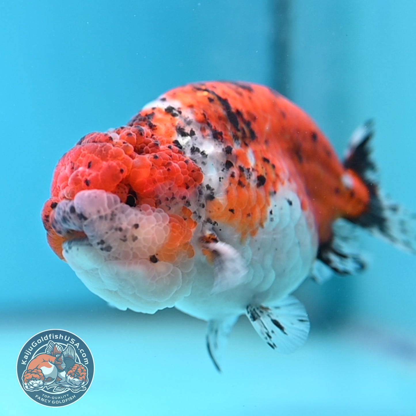 Calico Ranchu 4.5 inches Body (250509_RC07)