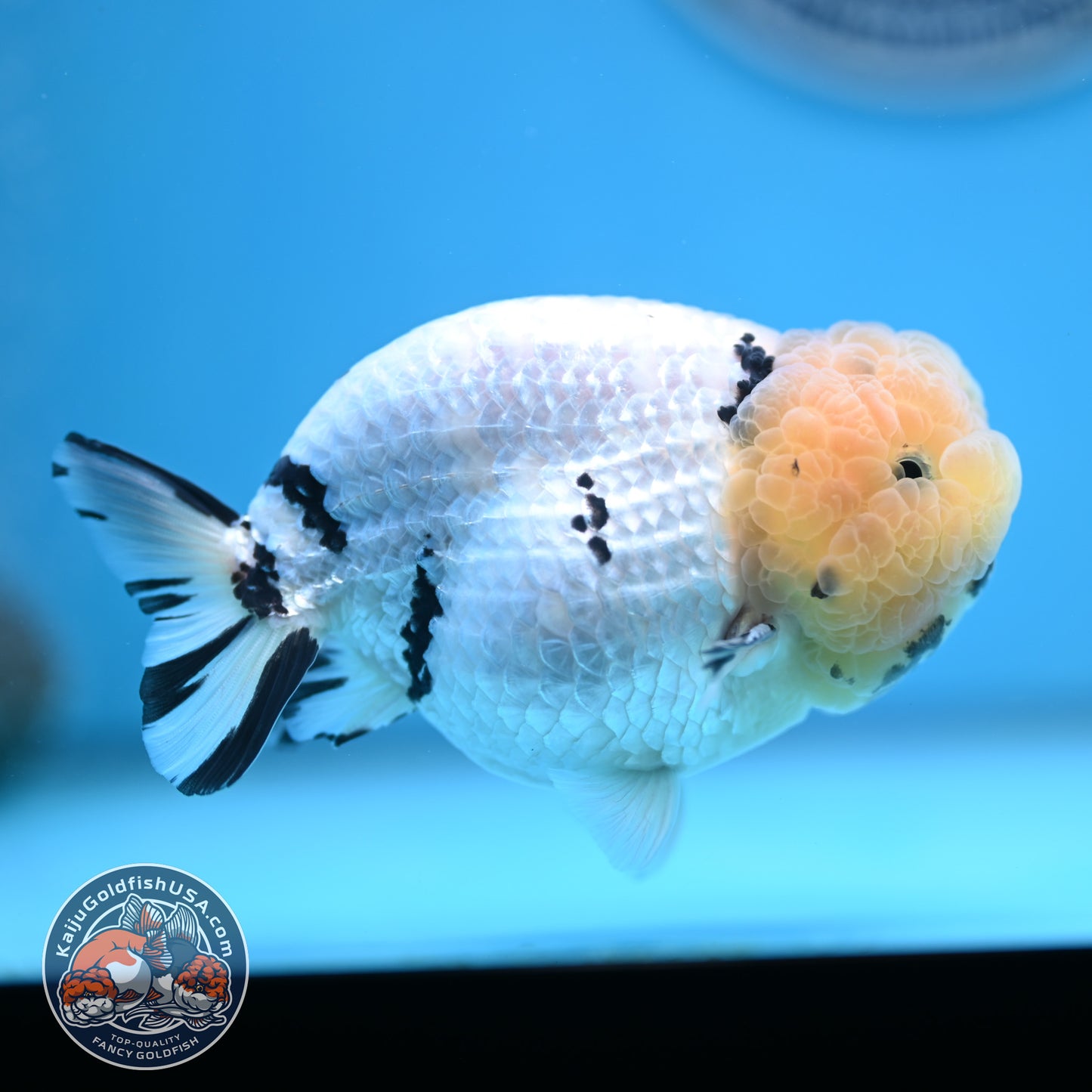 Panda Ranchu 4 inches Body (250516_RC07)