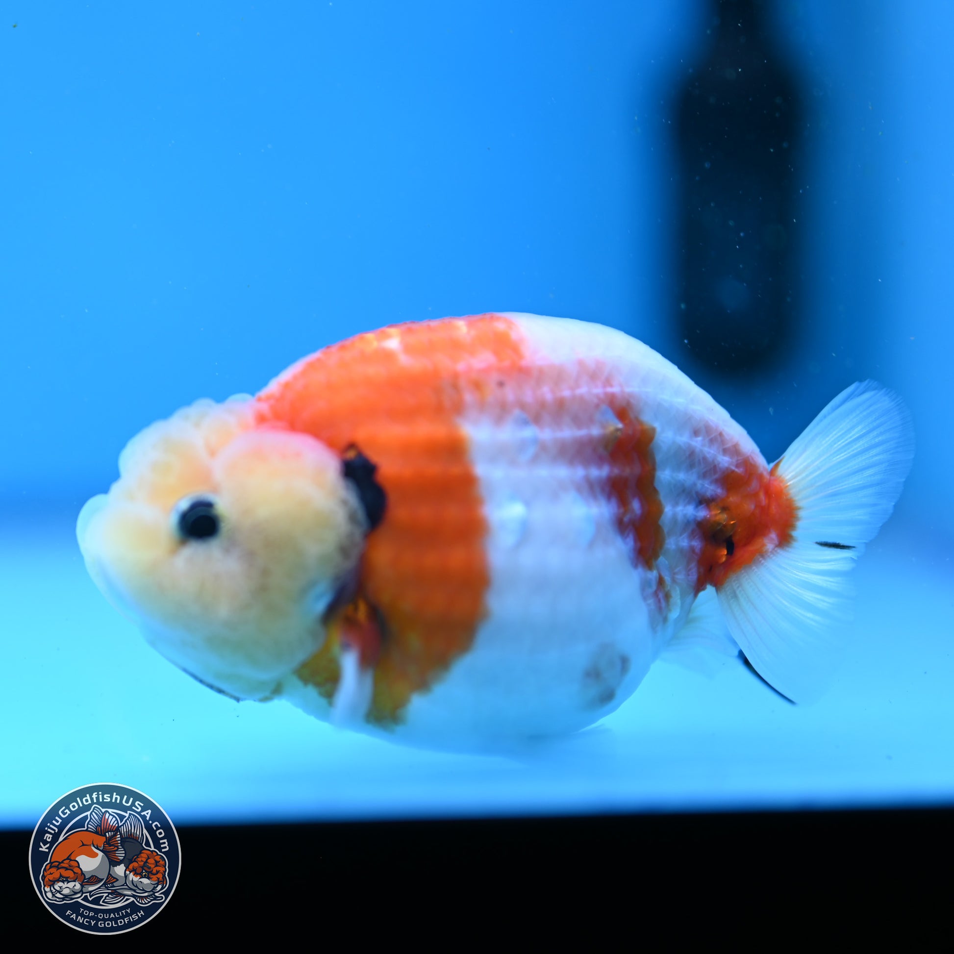 Tricolor Sakura Ranchu 3.5in Body (240823_OR07) - Kaiju Goldfish USA