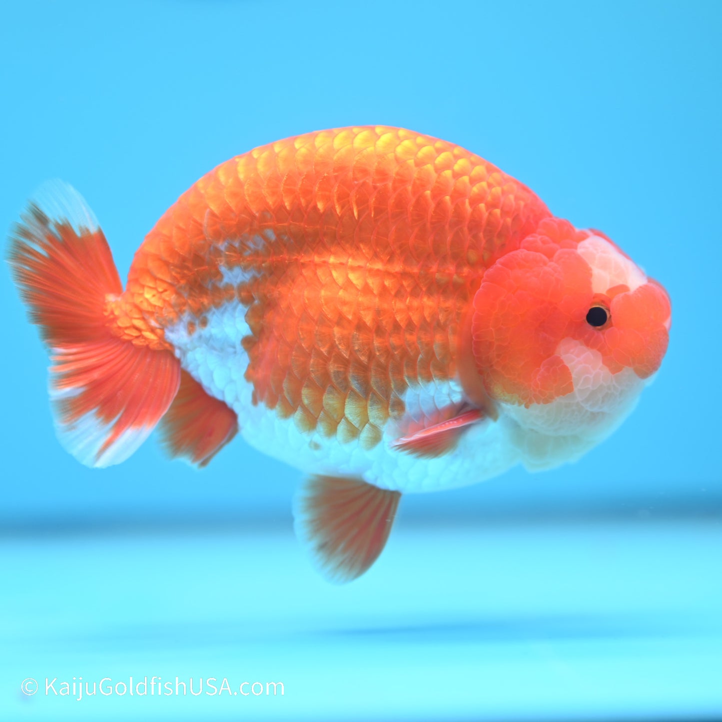 Jade Seal Red White Buffalo Ranchu 5 inches (240517_RC07) - Kaiju Goldfish USA