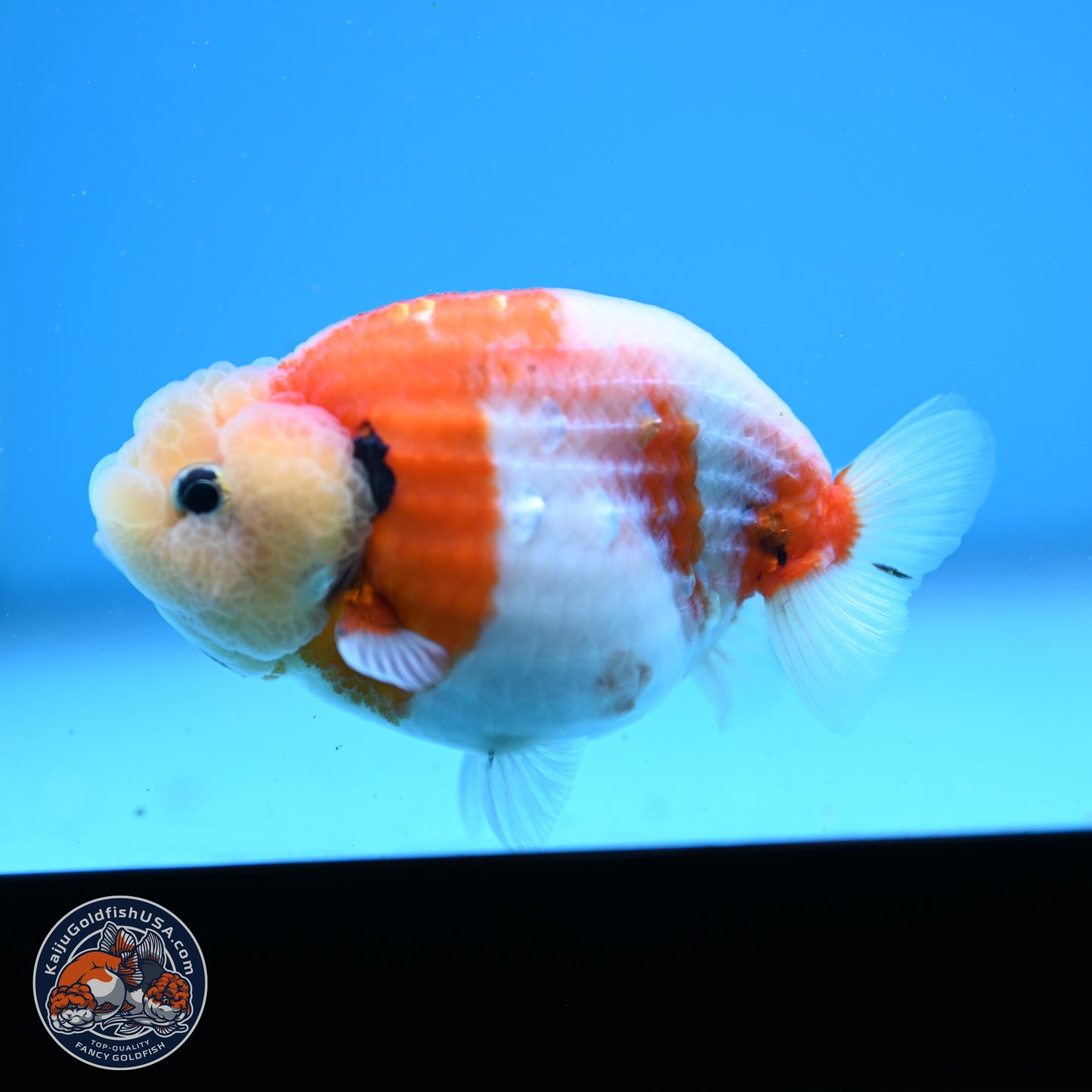 Tricolor Sakura Ranchu 3.5in Body (240823_OR07) - Kaiju Goldfish USA