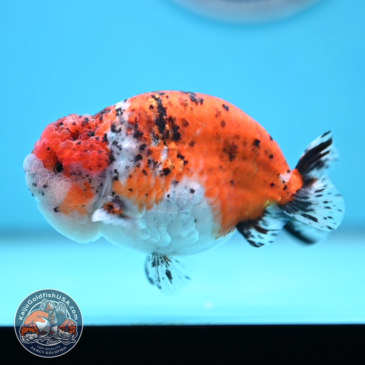 Calico Ranchu 4.5 inches Body (250509_RC07)