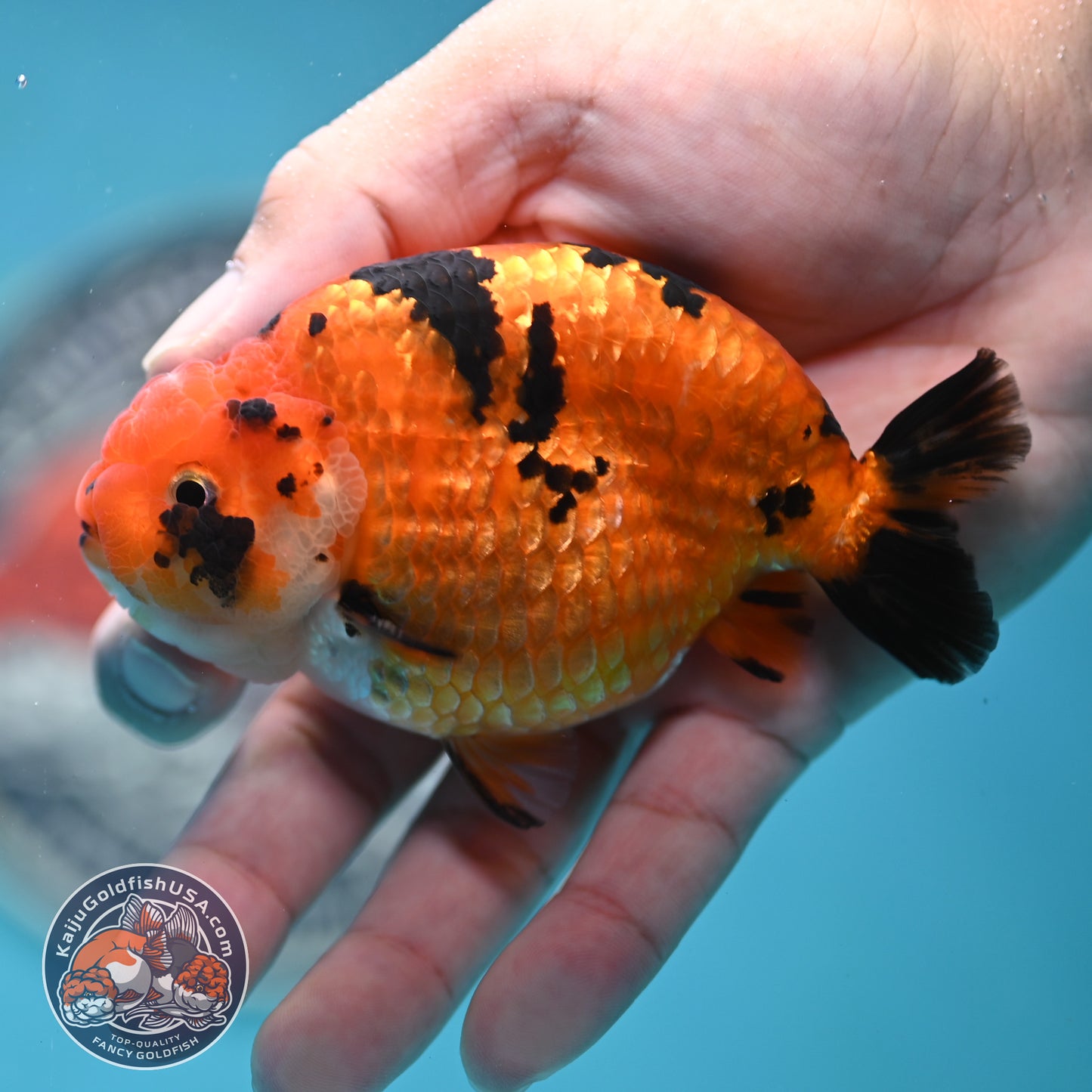 Tiger Ranchu 4.25 inches Body (250502_RC07)