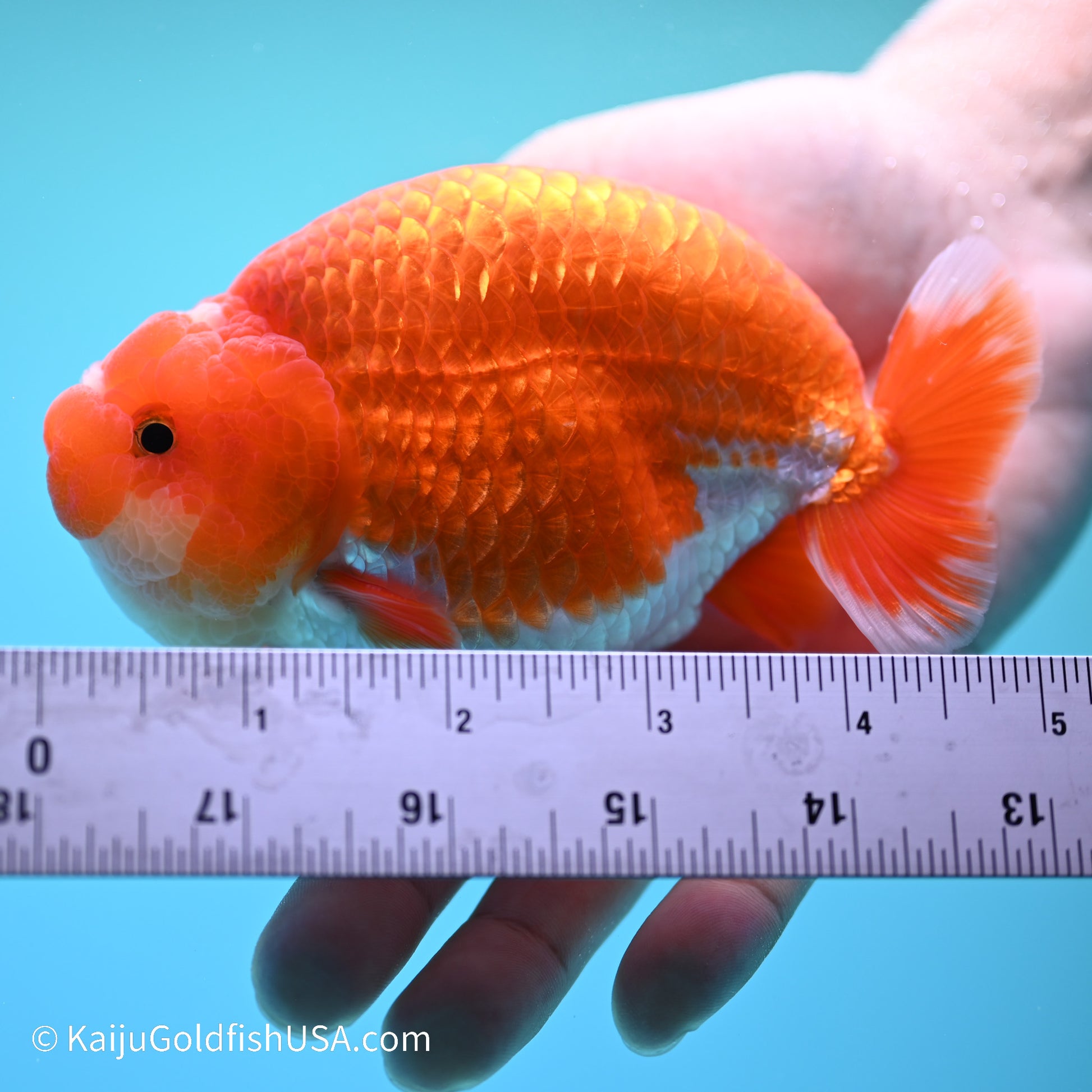 Jade Seal Red White Buffalo Ranchu 5 inches (240517_RC07) - Kaiju Goldfish USA