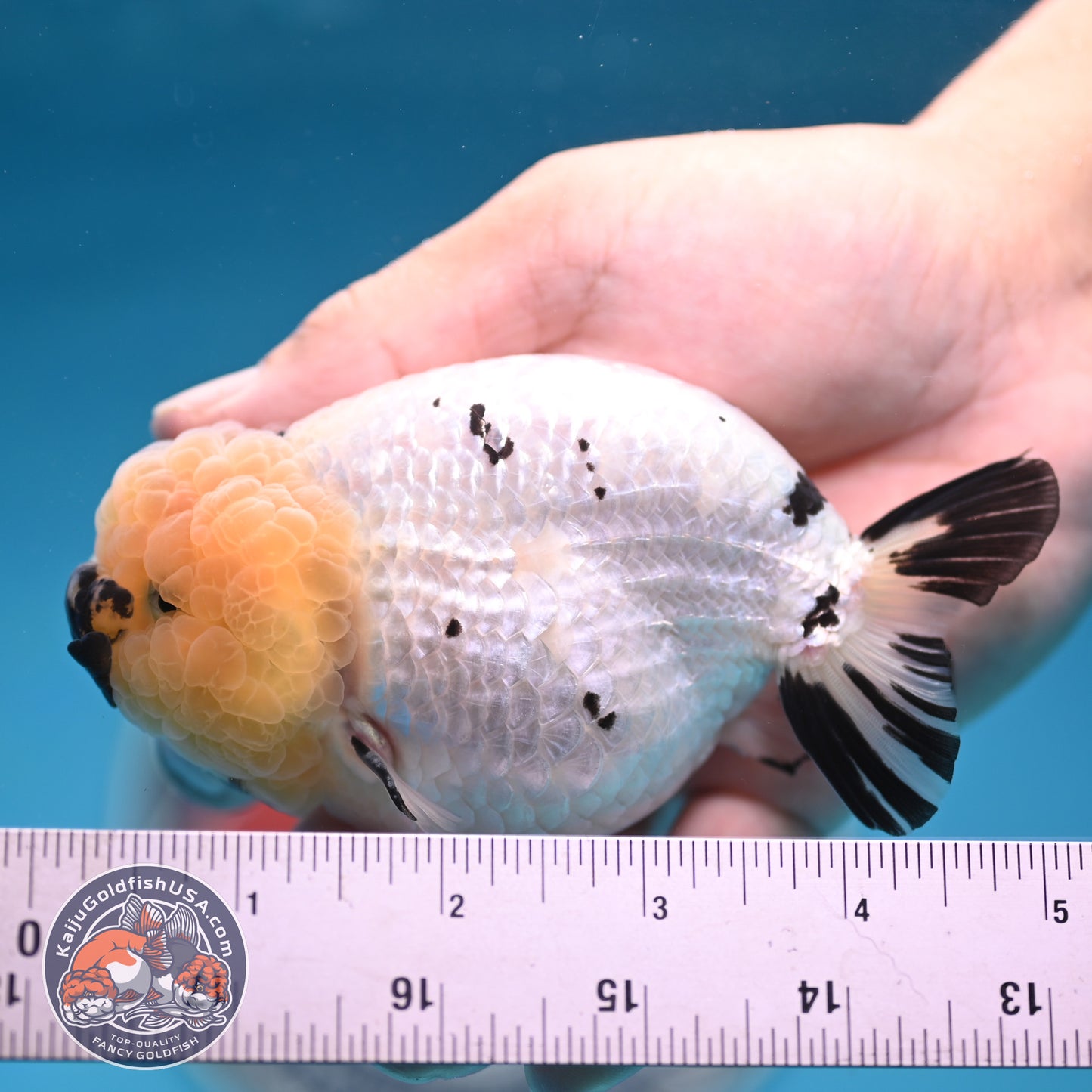 Panda Ranchu 4 inches Body (250516_RC07)