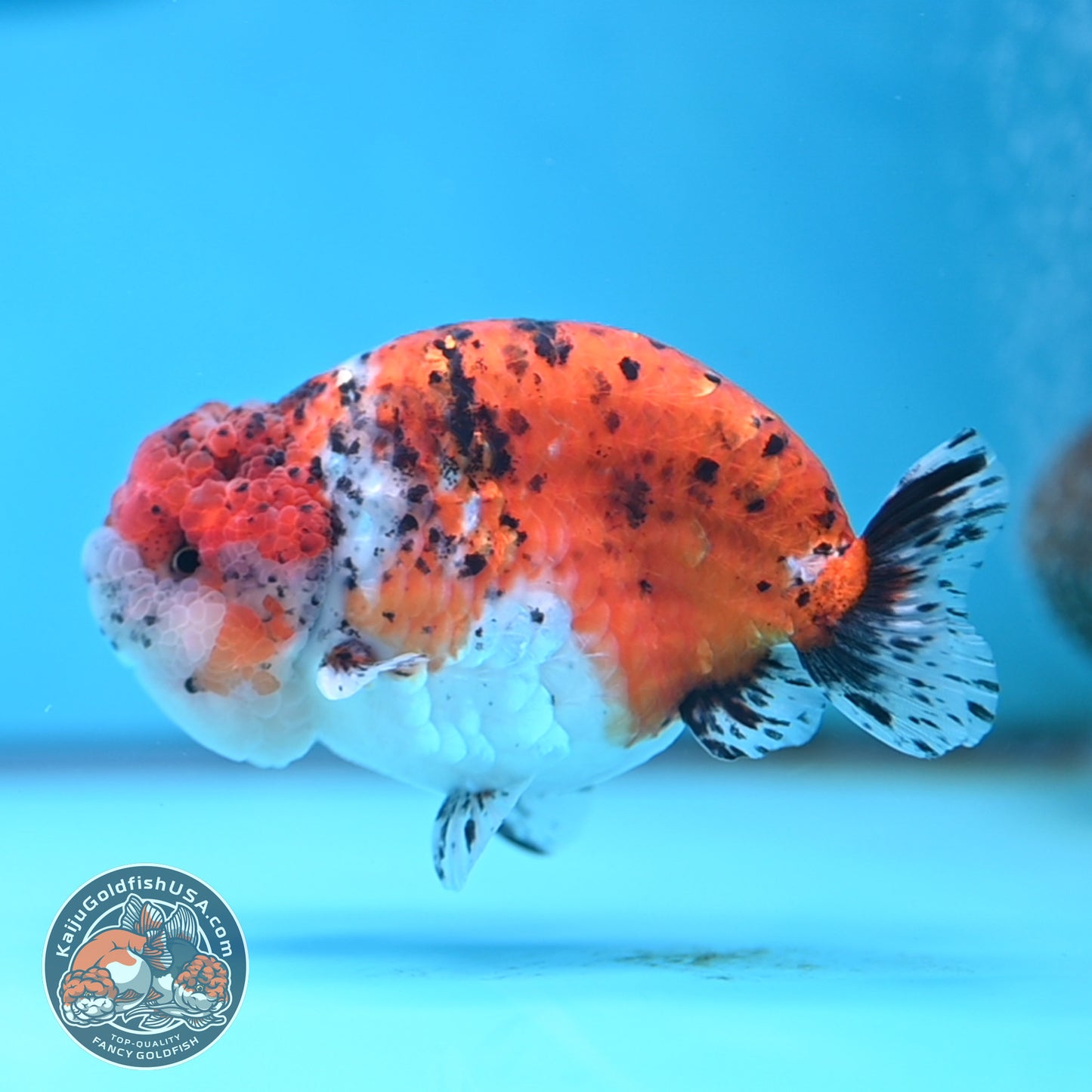 Calico Ranchu 4.5 inches Body (250509_RC07)
