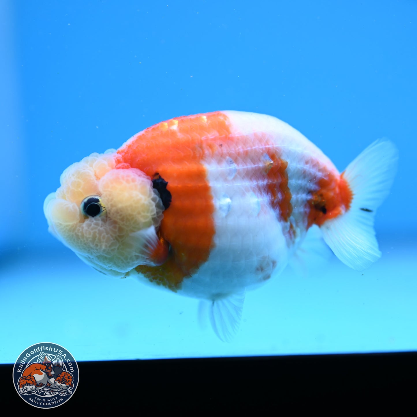 Tricolor Sakura Ranchu 3.5in Body (240823_OR07) - Kaiju Goldfish USA