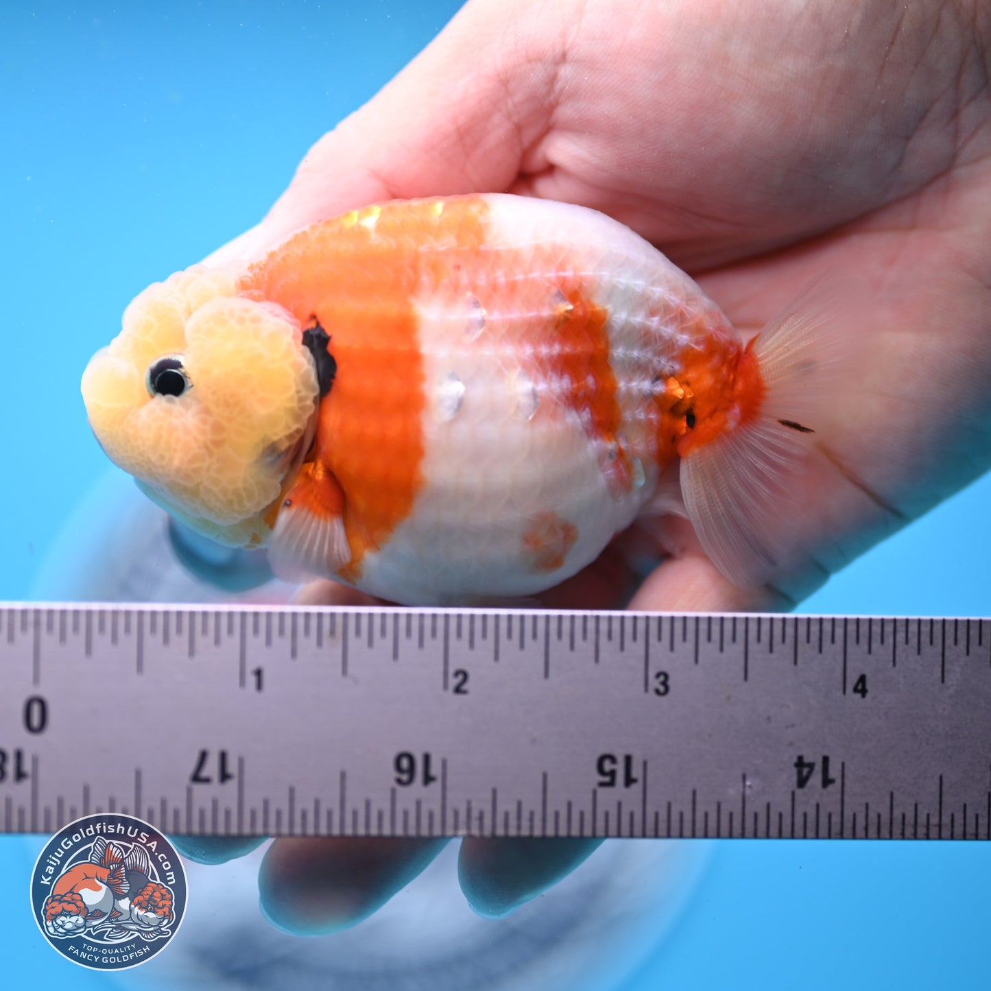 Tricolor Sakura Ranchu 3.5in Body (240823_OR07) - Kaiju Goldfish USA