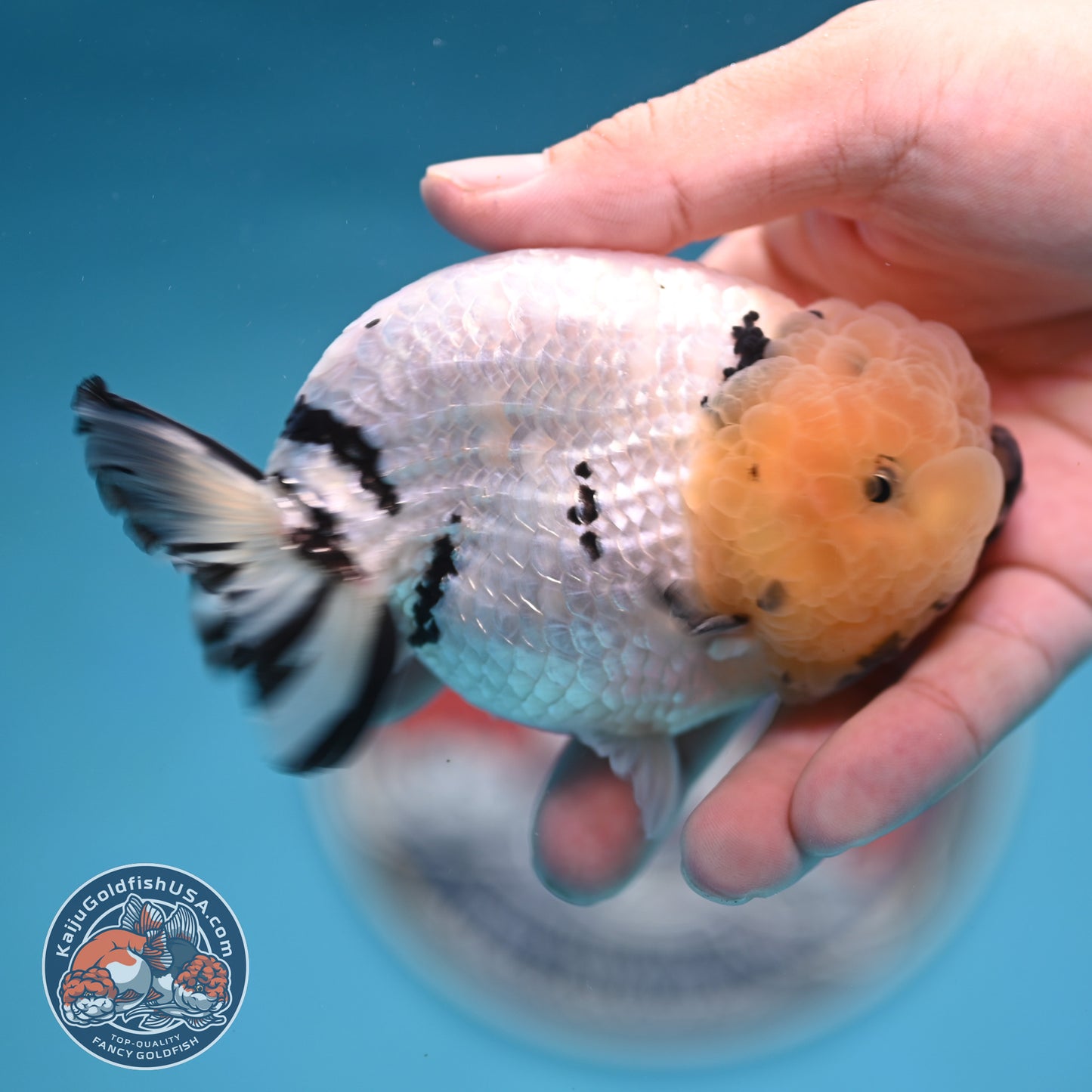 Panda Ranchu 4 inches Body (250516_RC07)