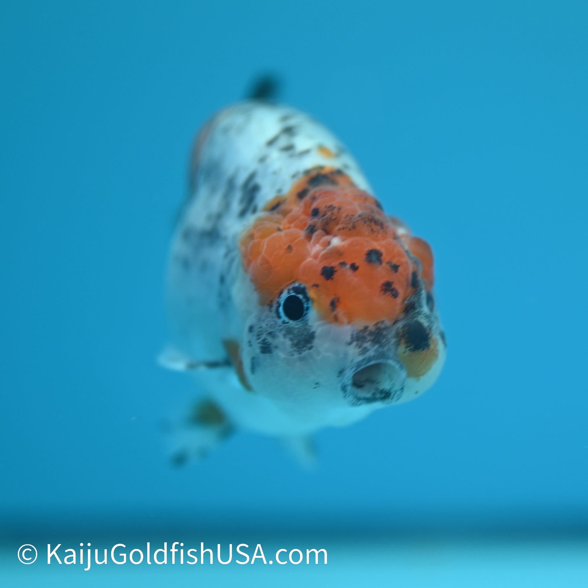 Red Head Blue Calico Ranchu 3.5-4 inches (240329_RC7) - Kaiju Goldfish USA