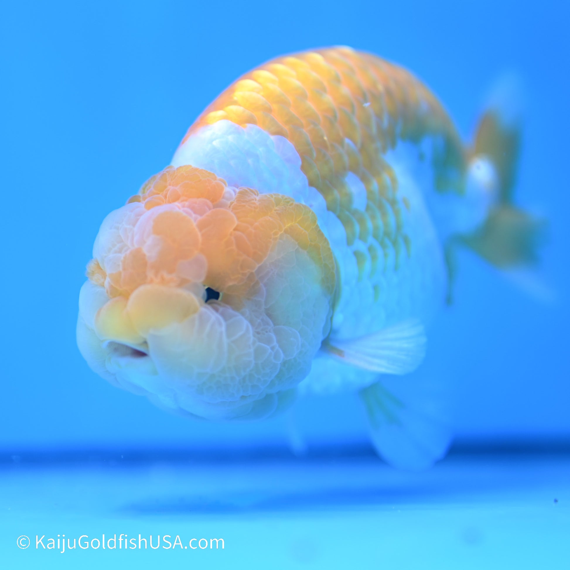 Peach Lionchu 4.5in body (240524_RC07) - Kaiju Goldfish USA