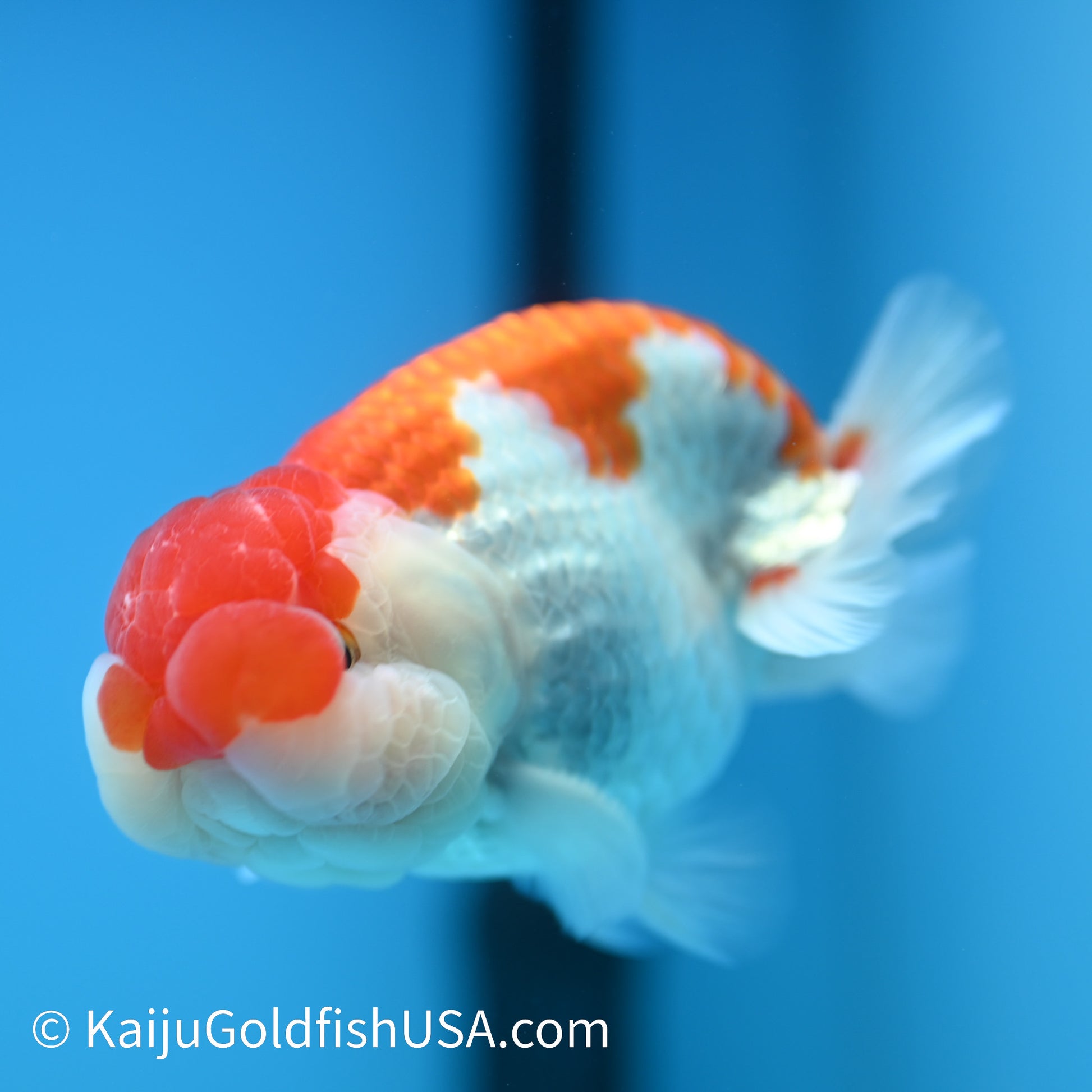 Red White Buffalo Ranchu 4.5 - 5 inches (240322_RC07) - Kaiju Goldfish USA