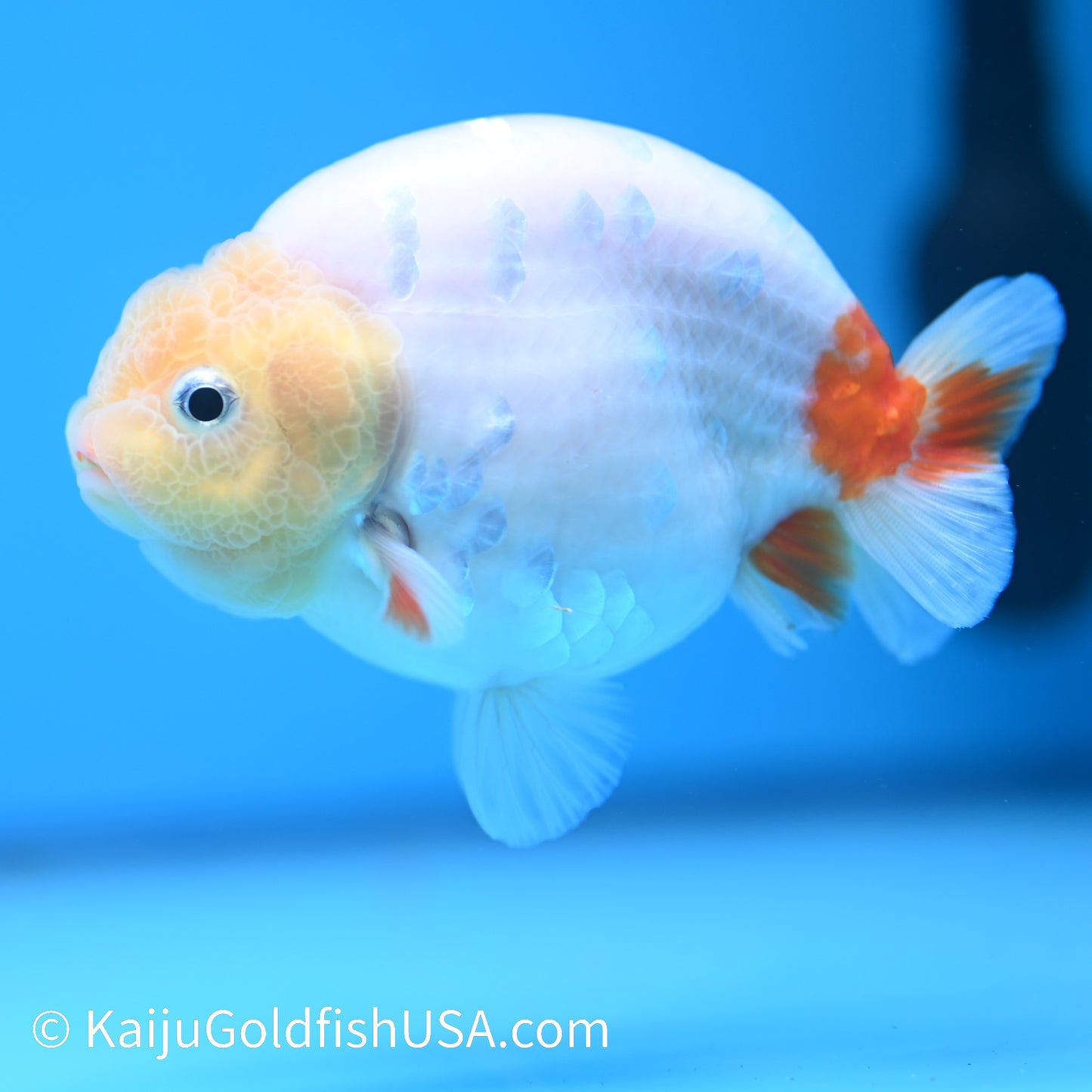 Lemon Head Sakura Ranchu 4 inches(240510_RC07) - Kaiju Goldfish USA