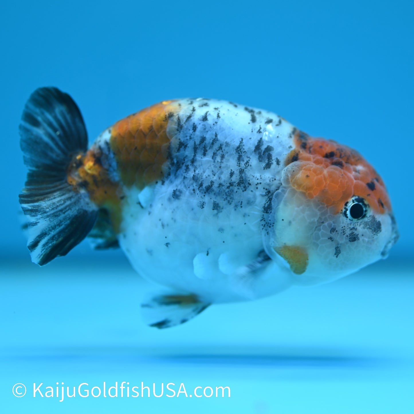 Red Head Blue Calico Ranchu 3.5-4 inches (240329_RC7) - Kaiju Goldfish USA