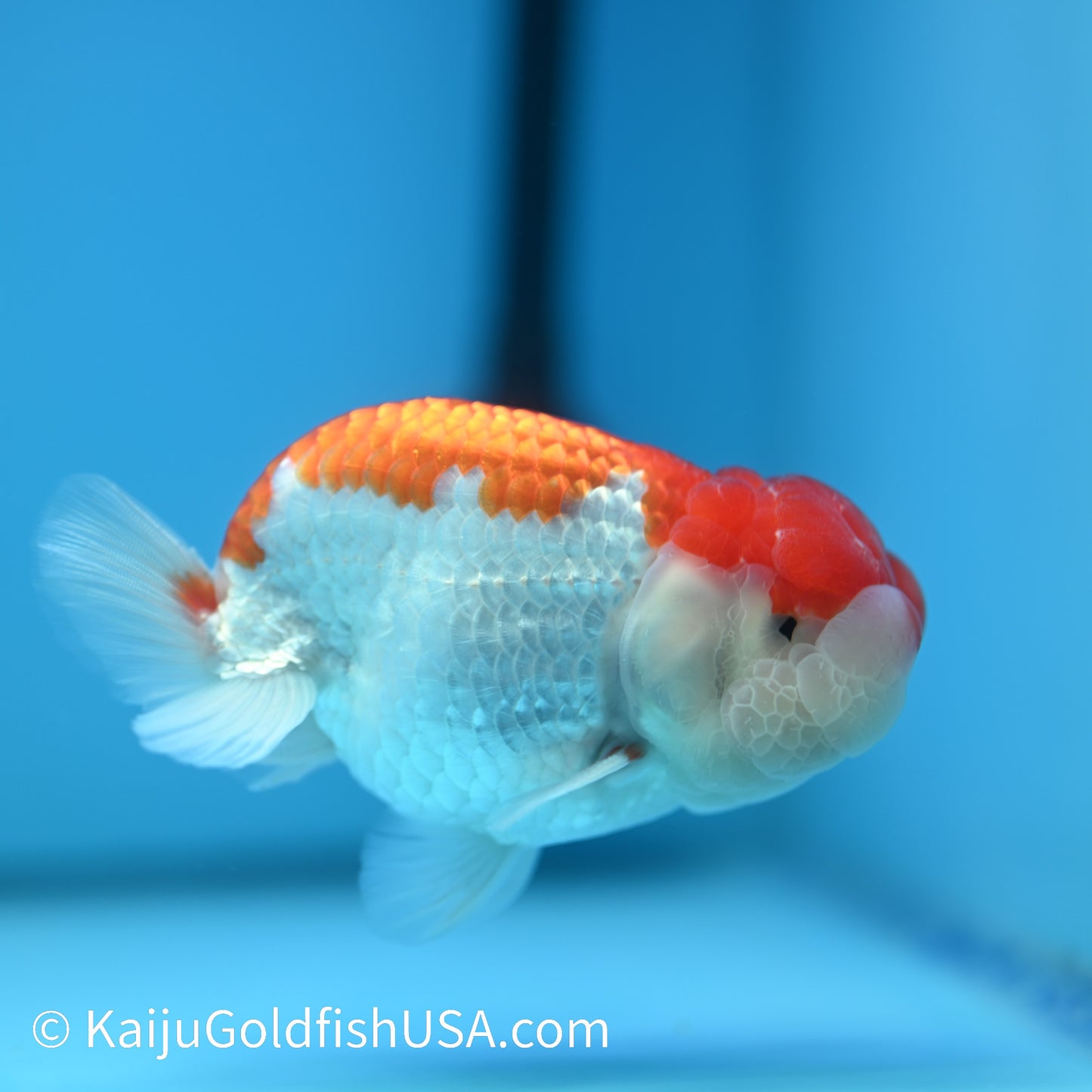 Red White Buffalo Ranchu 4.5 - 5 inches (240322_RC07) - Kaiju Goldfish USA