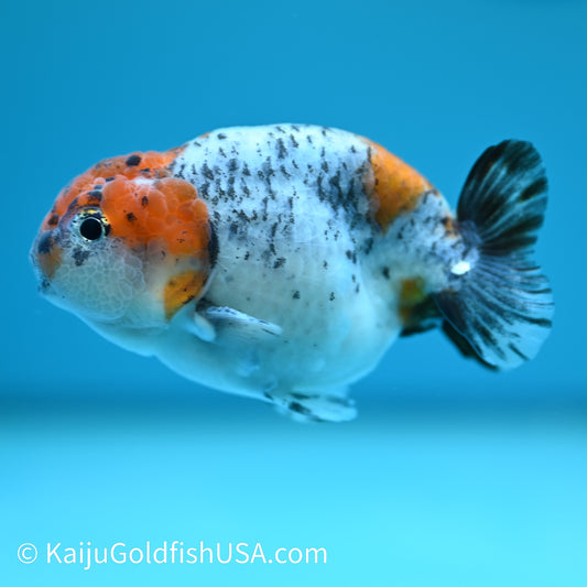 Red Head Blue Calico Ranchu 3.5-4 inches (240329_RC7) - Kaiju Goldfish USA