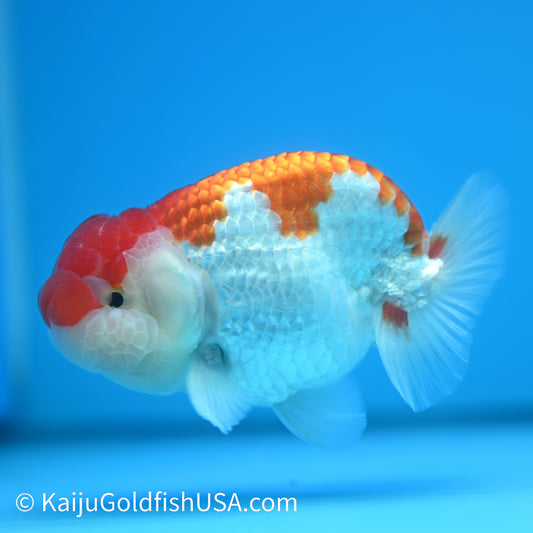 Red White Buffalo Ranchu 4.5 - 5 inches (240322_RC07) - Kaiju Goldfish USA