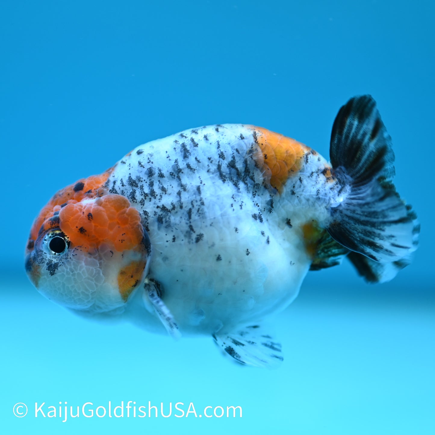 Red Head Blue Calico Ranchu 3.5-4 inches (240329_RC7) - Kaiju Goldfish USA