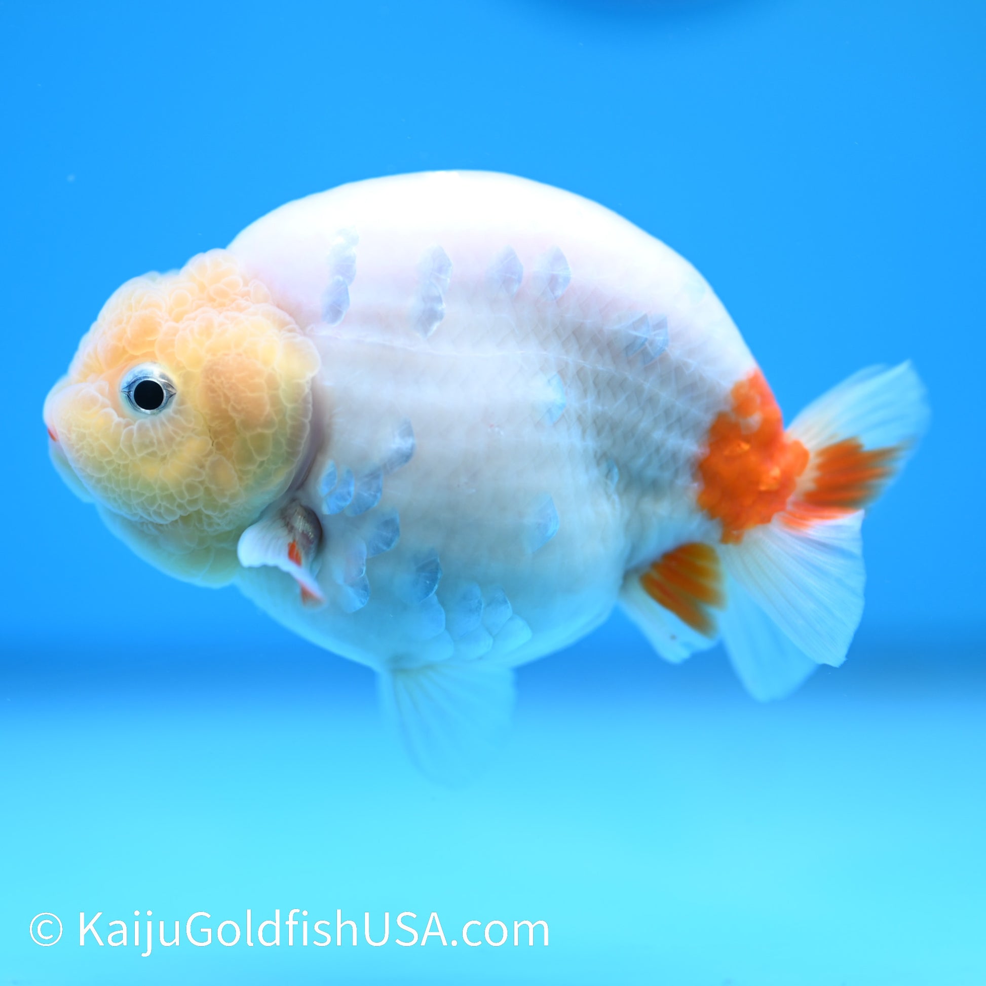 Lemon Head Sakura Ranchu 4 inches(240510_RC07) - Kaiju Goldfish USA