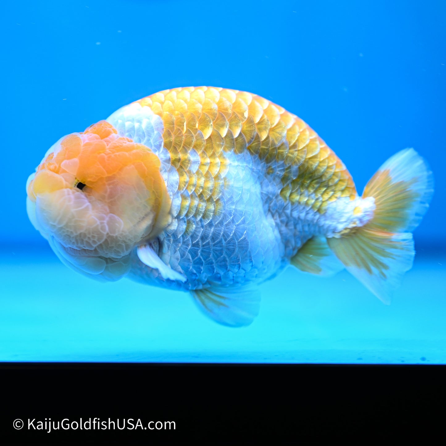 Peach Lionchu 4.5in body (240524_RC07) - Kaiju Goldfish USA