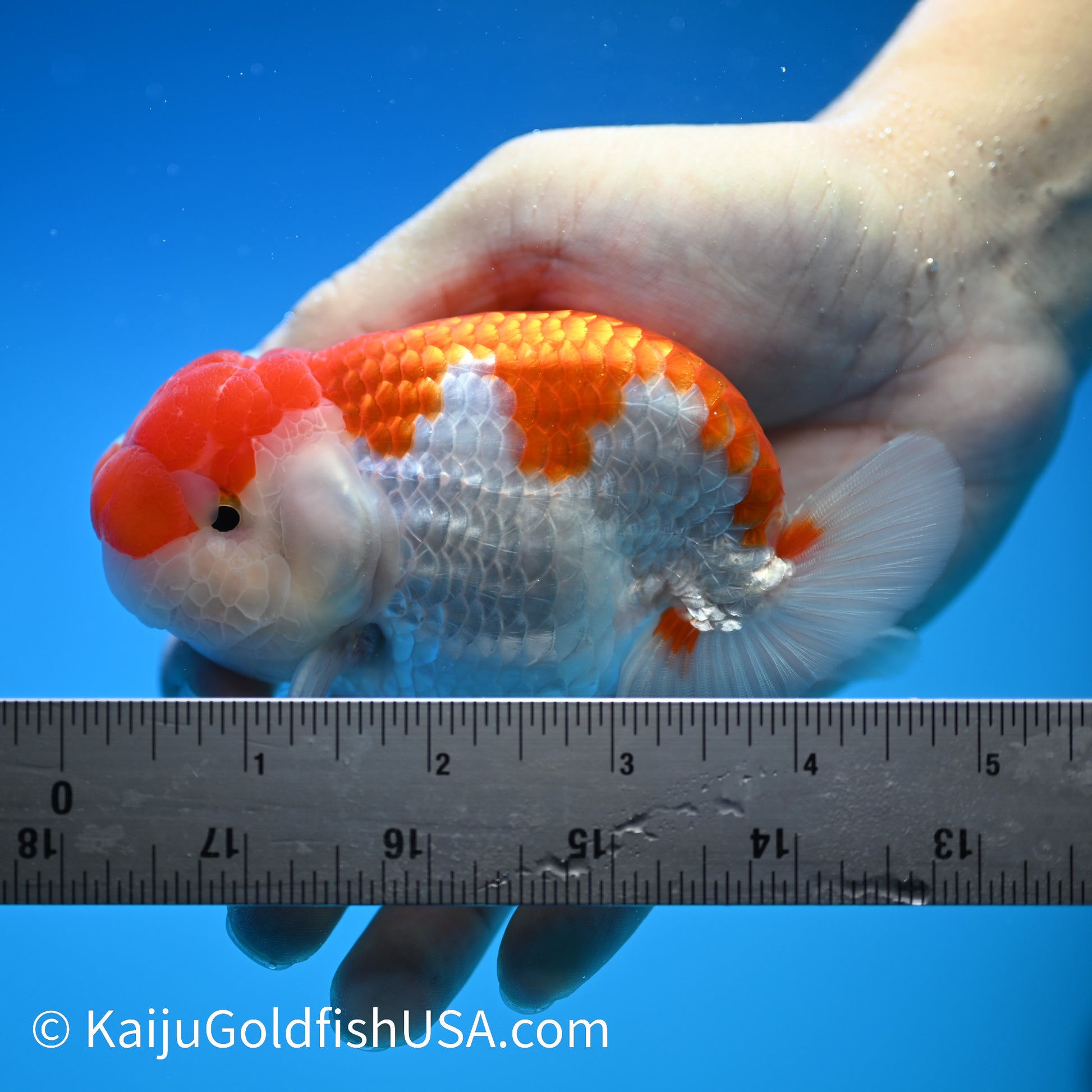 Red White Buffalo Ranchu 4.5 - 5 inches (240322_RC07) - Kaiju Goldfish USA