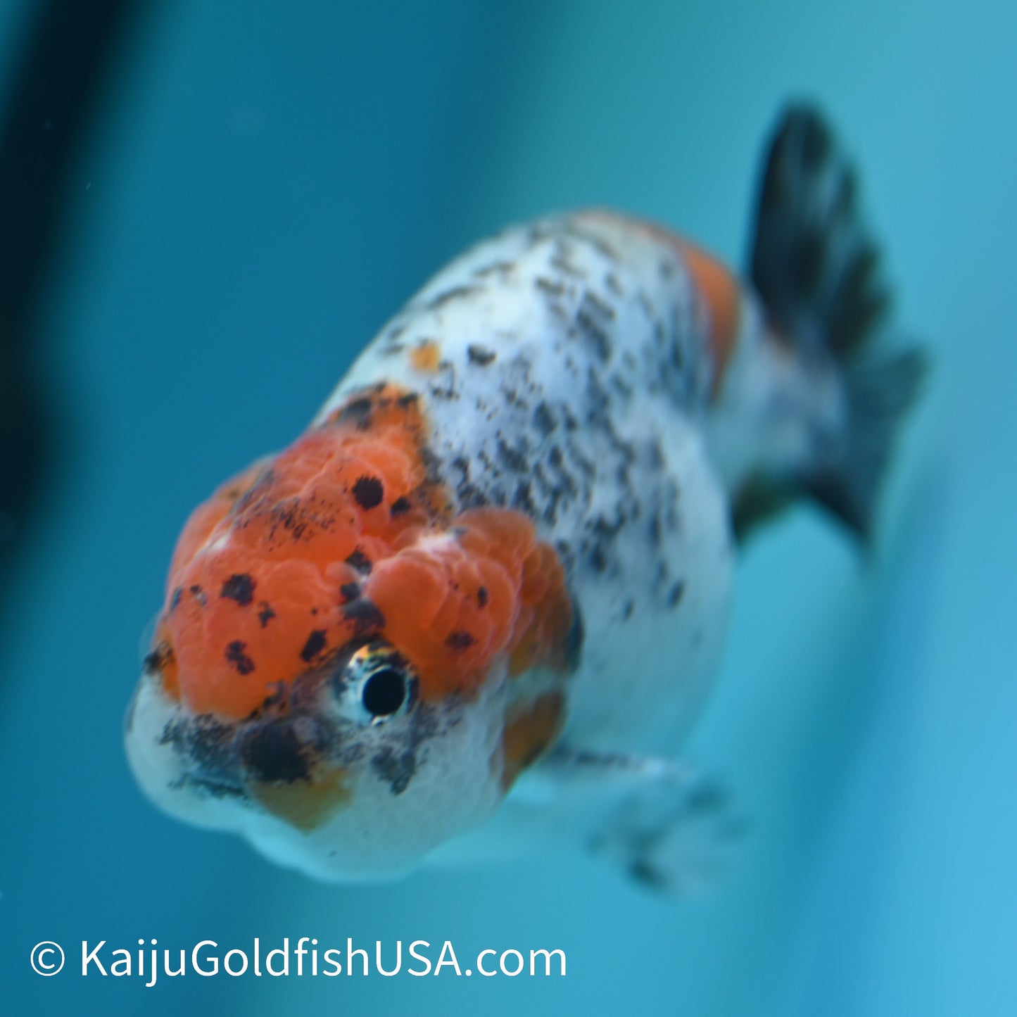 Red Head Blue Calico Ranchu 3.5-4 inches (240329_RC7) - Kaiju Goldfish USA