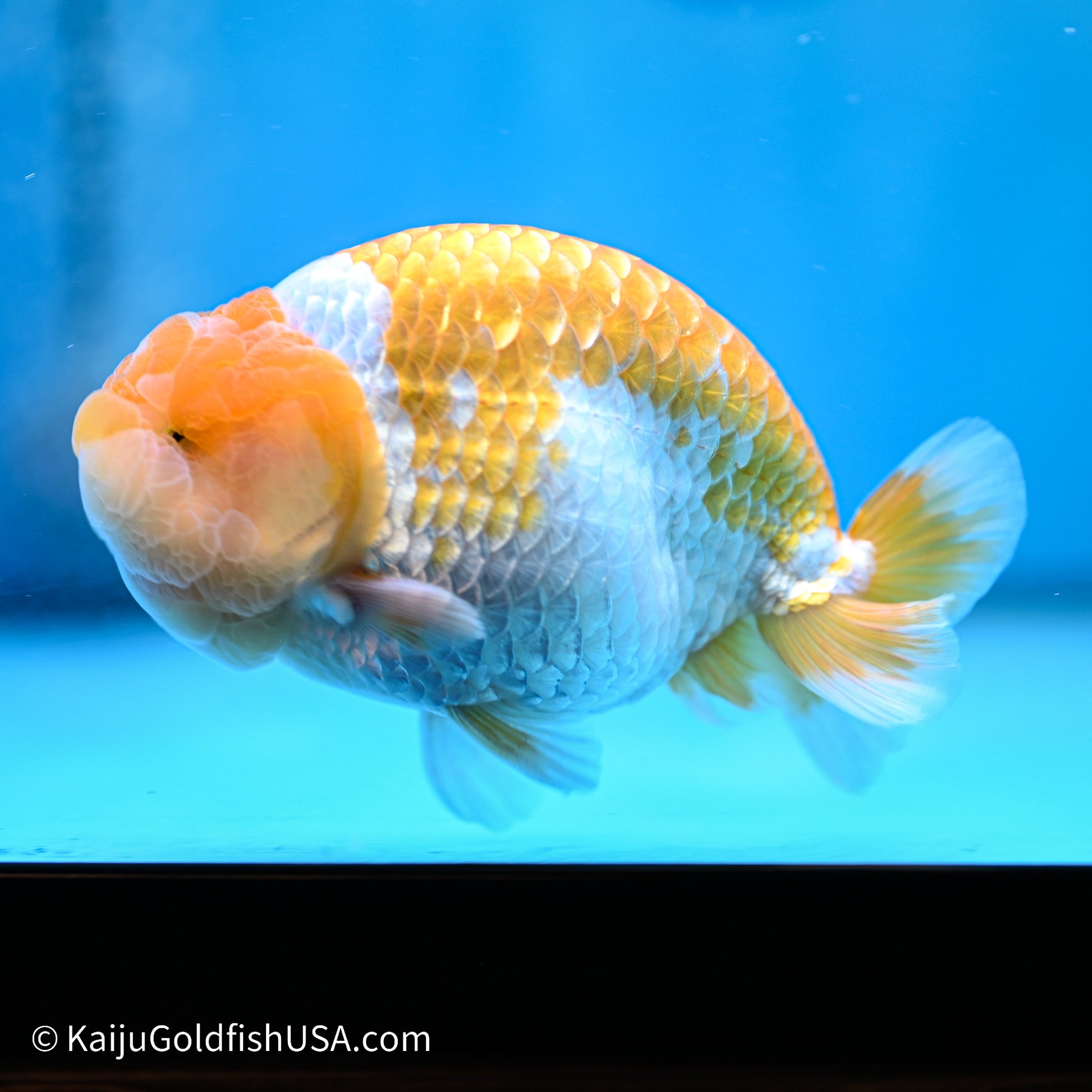 Peach Lionchu 4.5in body (240524_RC07) - Kaiju Goldfish USA